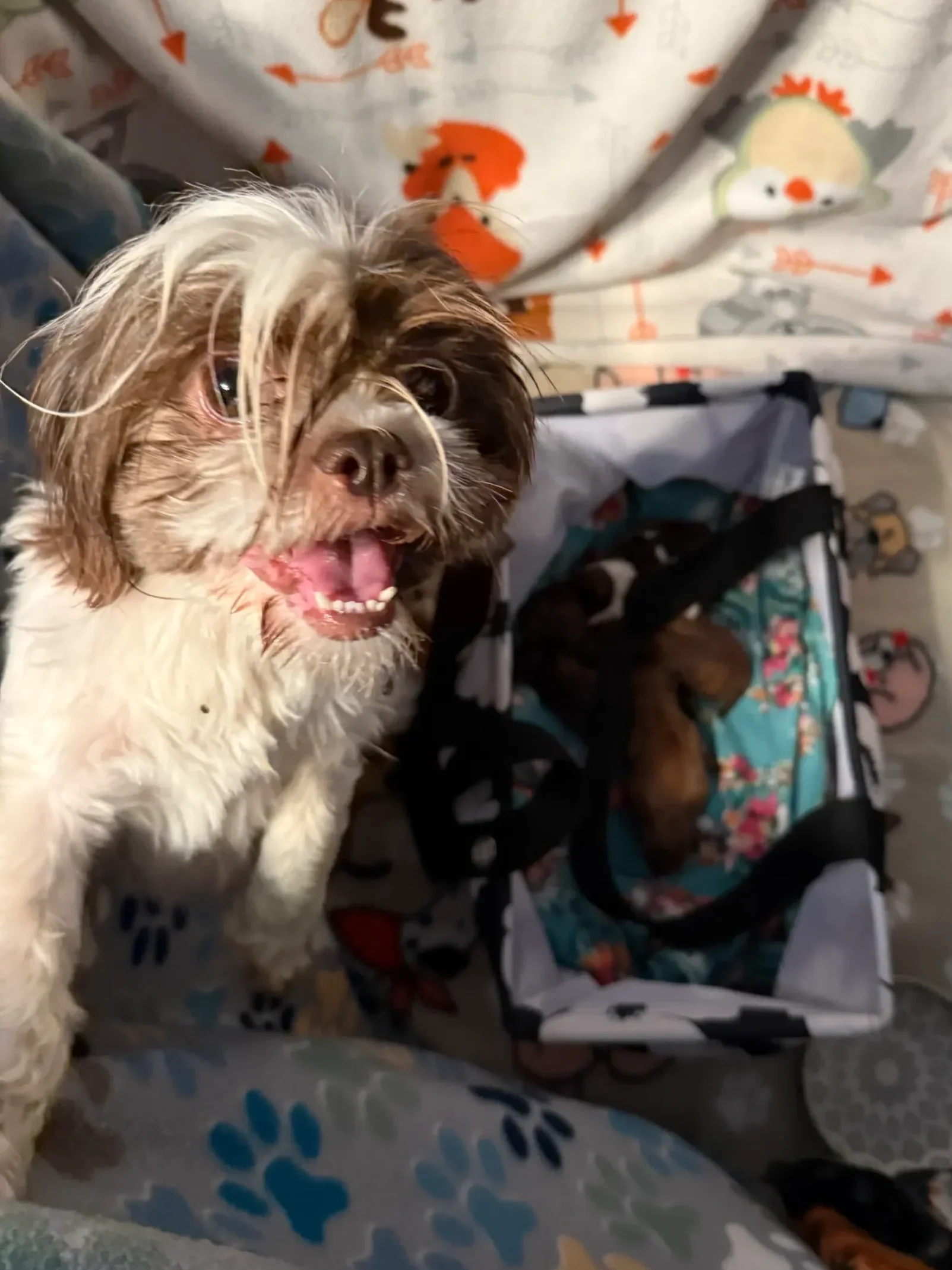 A small dog with wet fur, white and brown in color, standing in front of a box with puppies inside. The dog has its mouth open, appearing happy, with a background of a blanket with cartoon animal patterns.