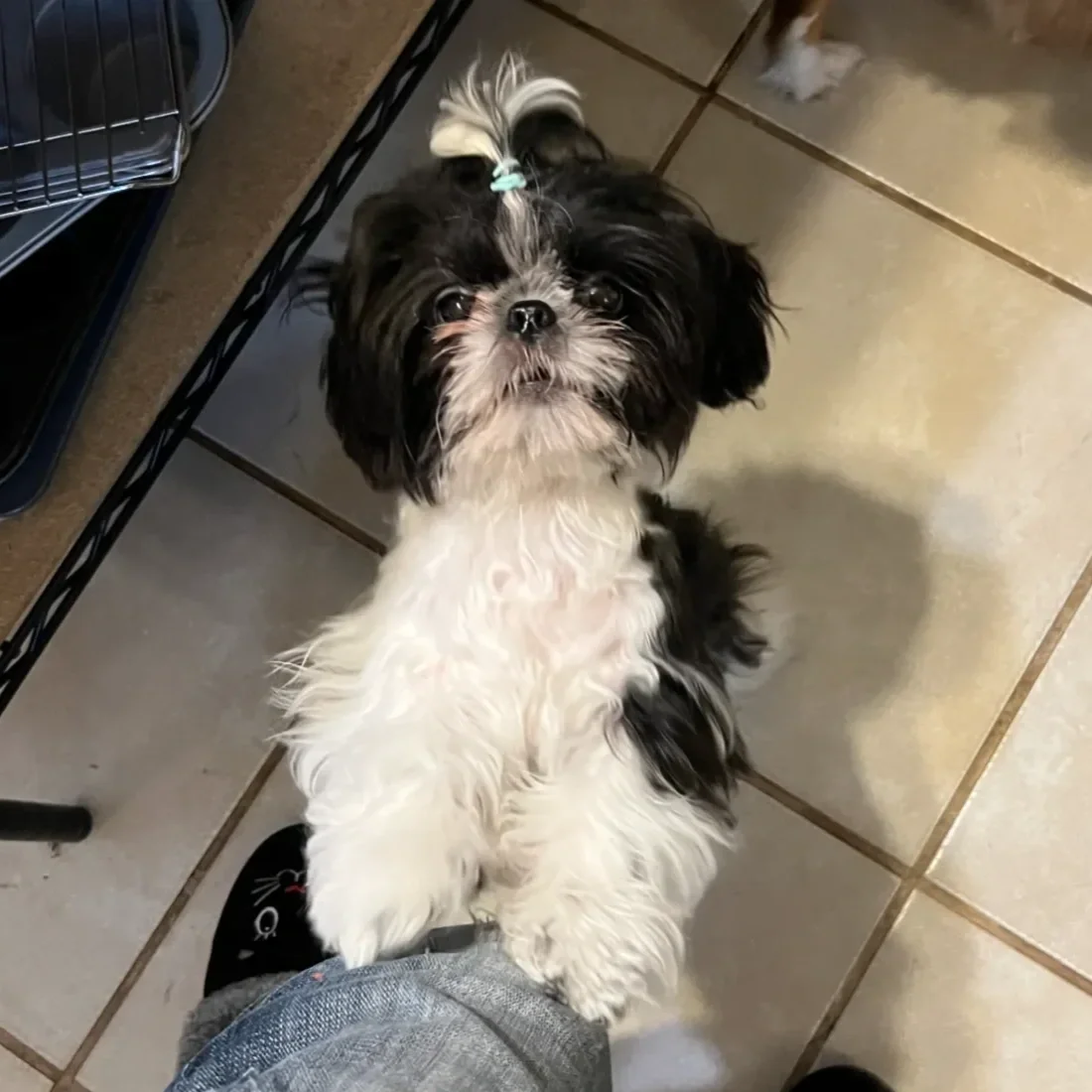 A small black and white dog standing on its hind legs with its front paws on a person's leg, looking up with its head tilted slightly. The dog has long fur and a small hair ponytail on top of its head.