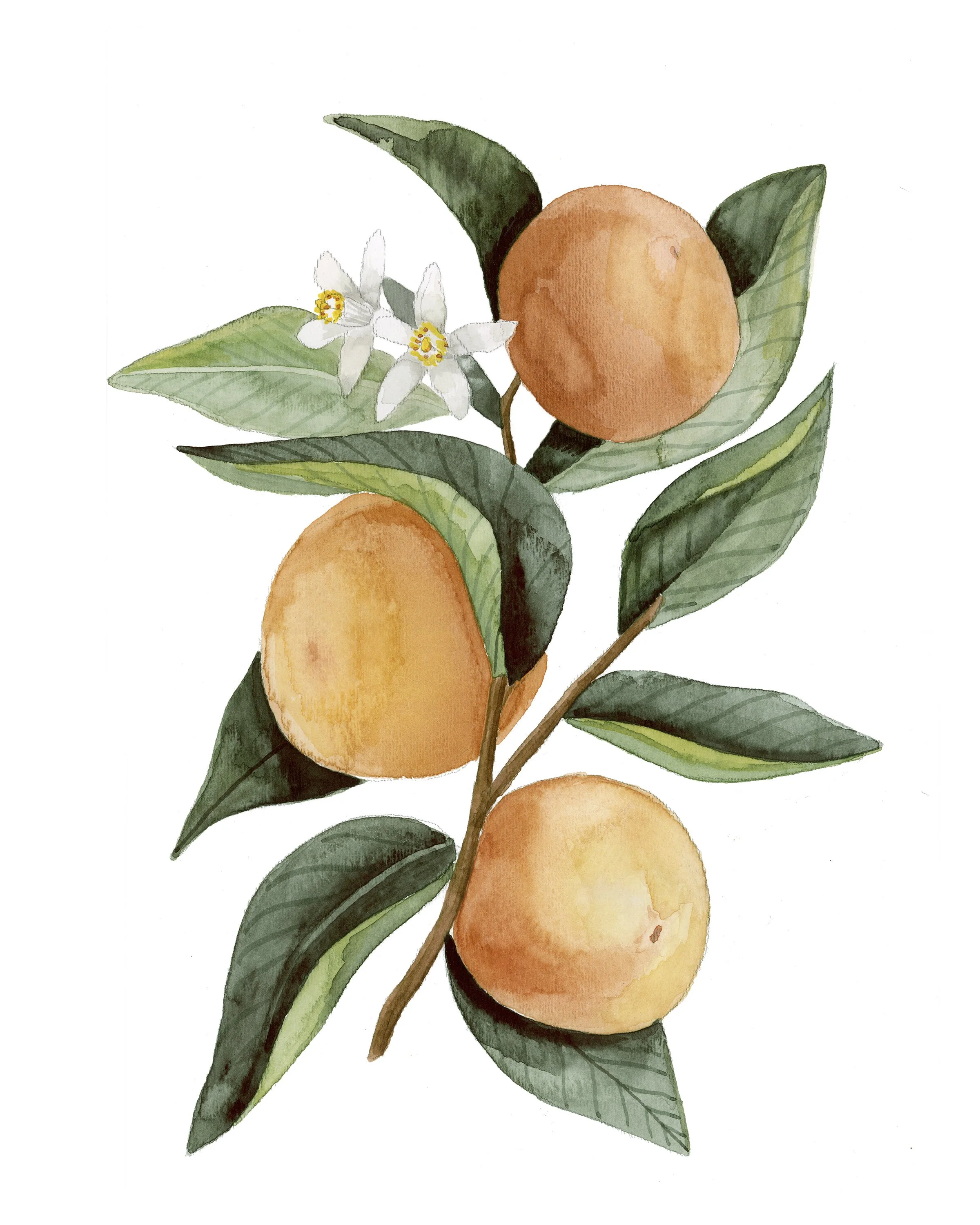 oranges print_.jpg