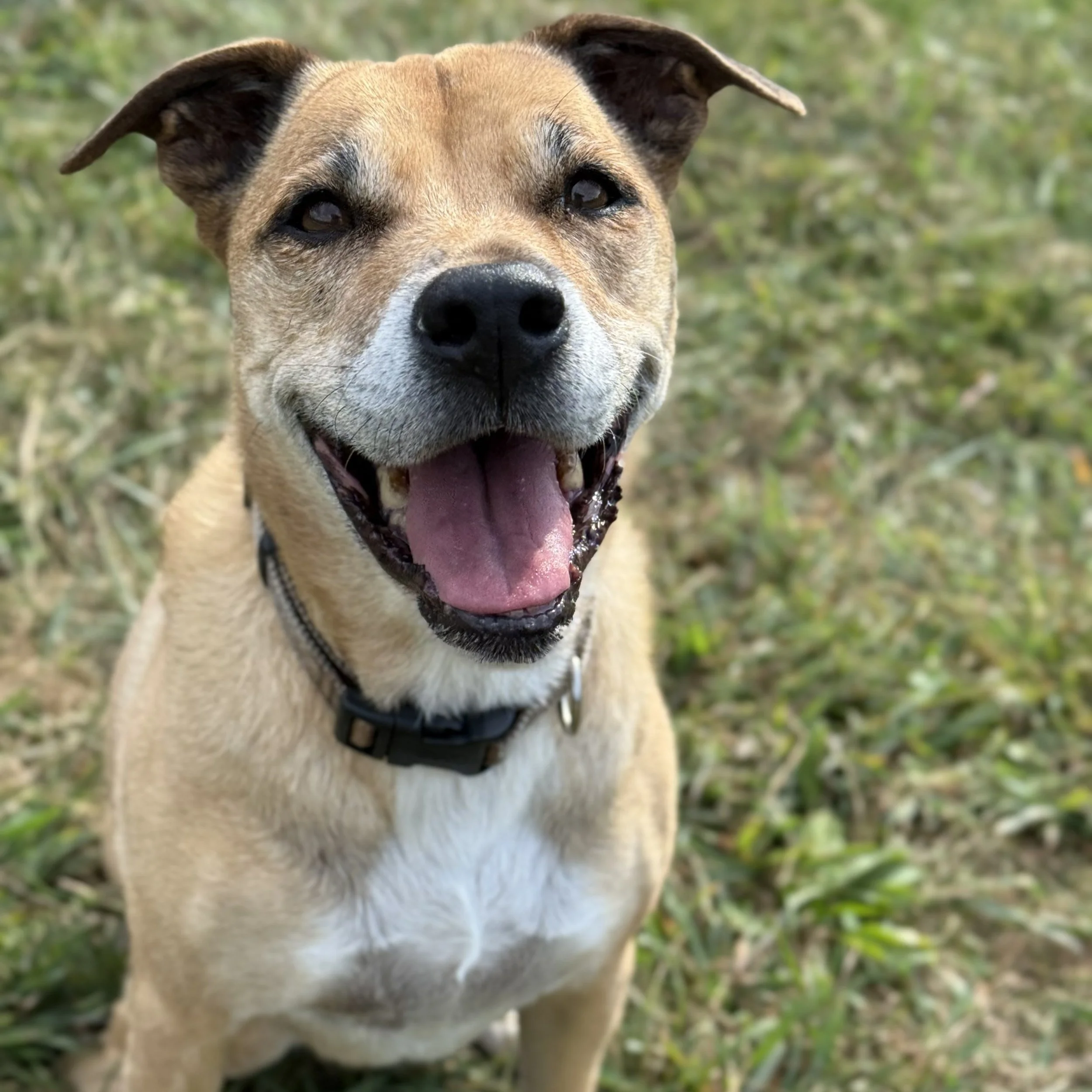 Close-up of a joyful dog with tan and white fur, wearing a black collar, outdoors with green foliage in the background.