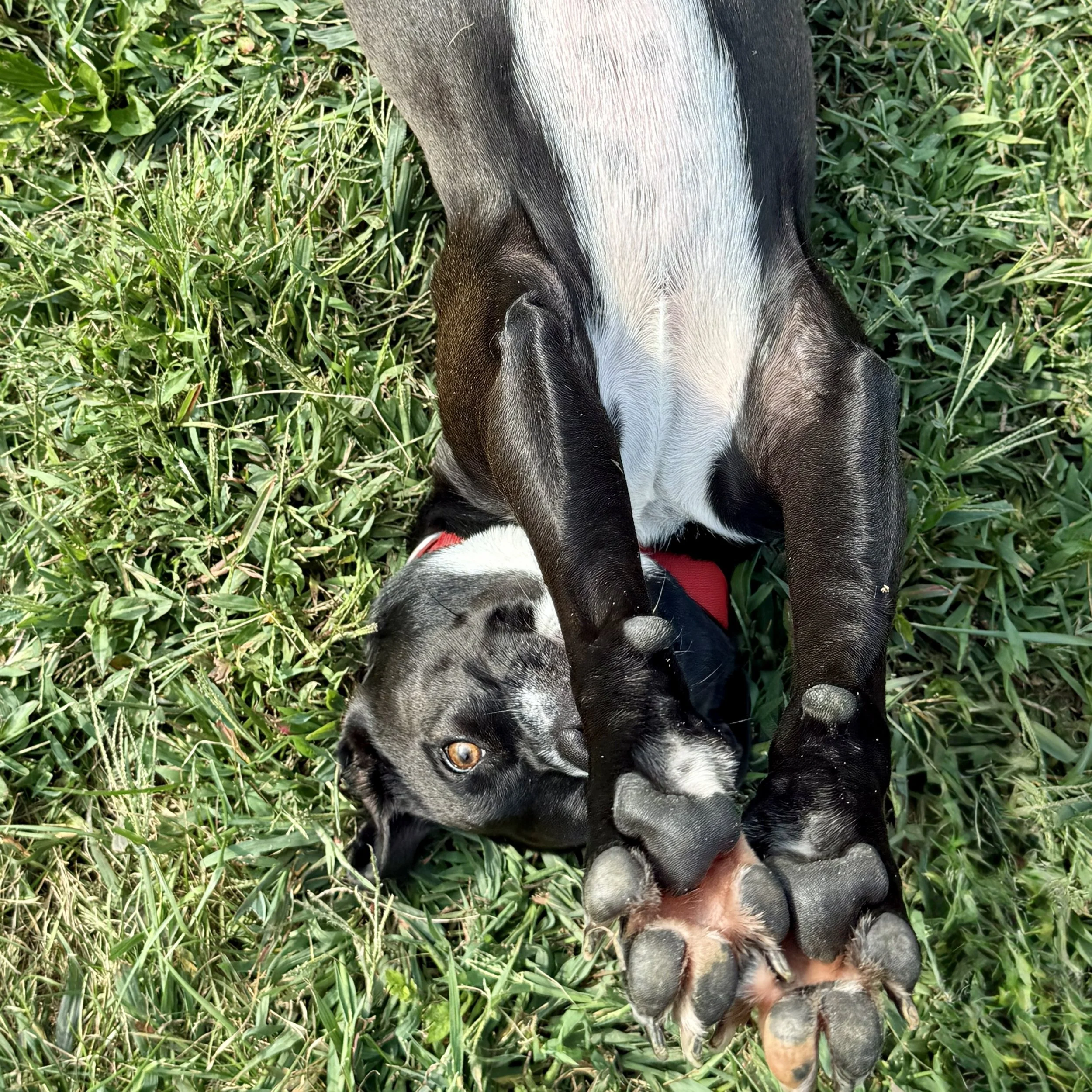 A black and white dog lying on the grass with its head resting on a puppy, surrounded by green grass.