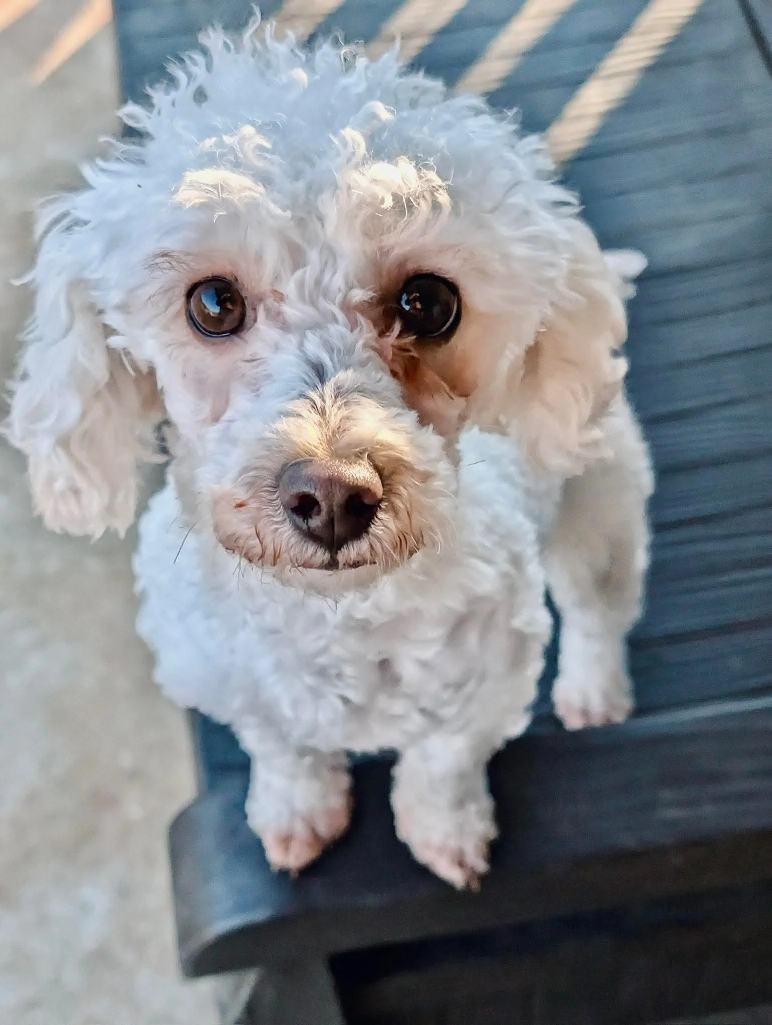Close-up of a small, curly-haired white dog with dark eyes, sitting on a black surface.