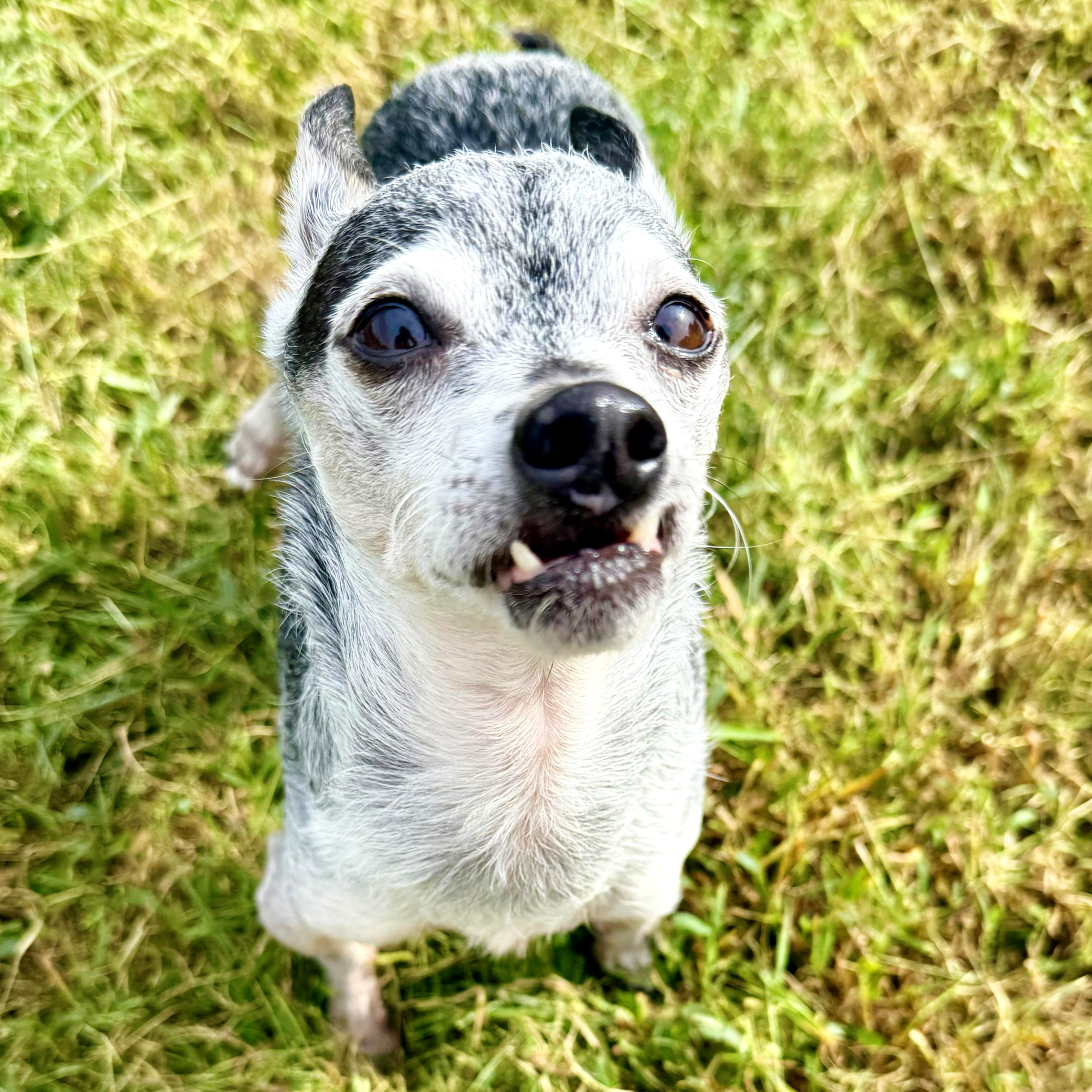 Close-up of a puppy with a black and white coat lying on green grass, looking directly at the camera.