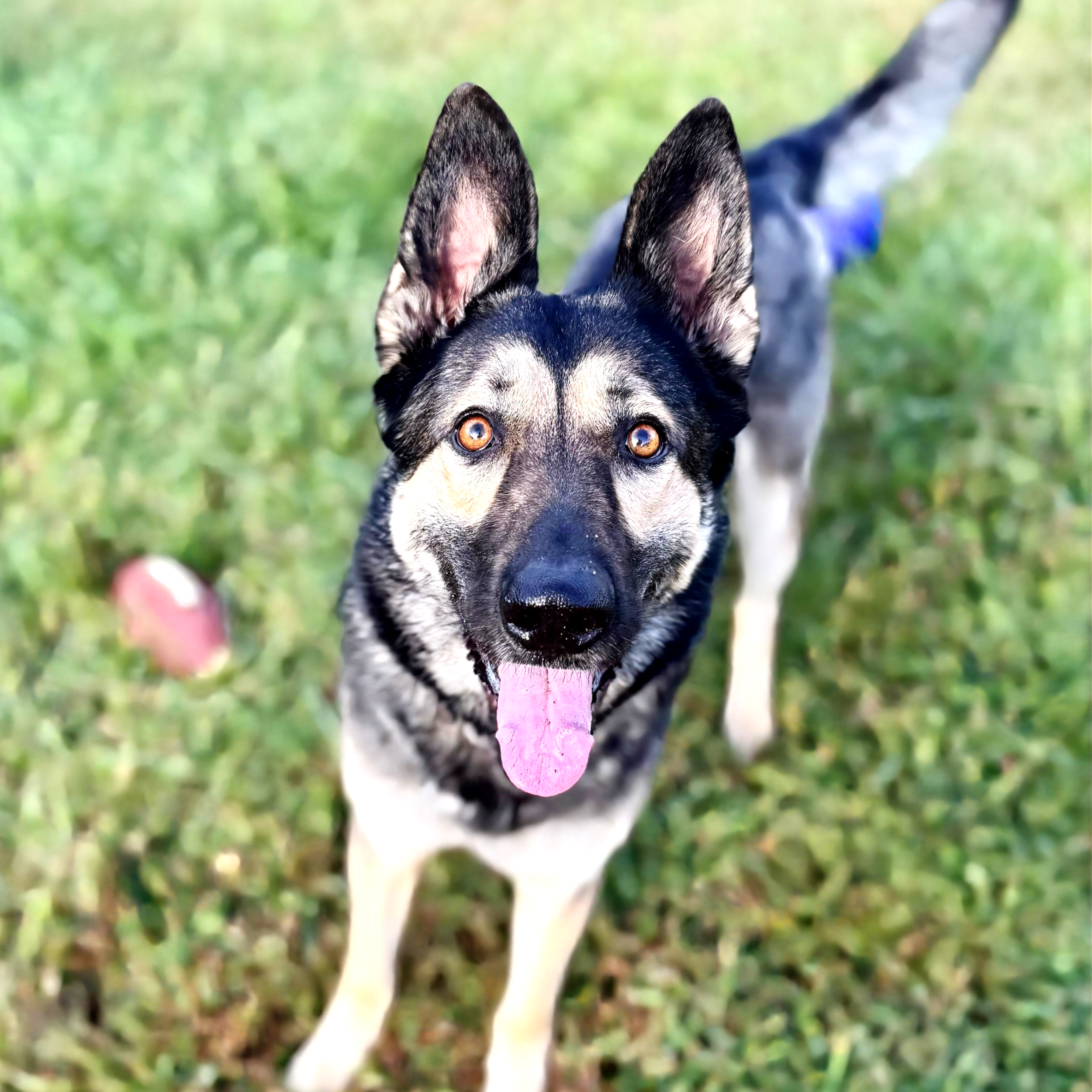 A Siberian Husky dog with contact lenses, sticking out its tongue, looking up at the camera with a grassy background.