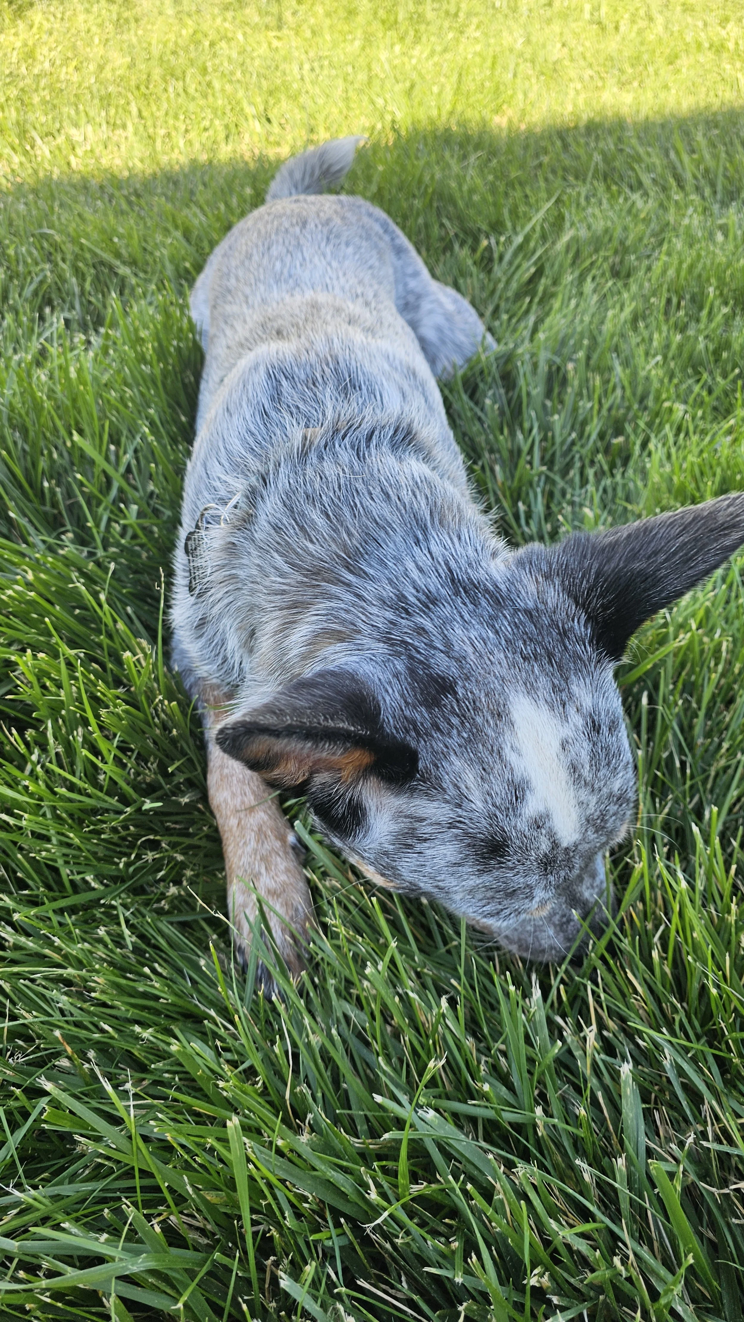 A small dog with a speckled gray and black coat, lying on green grass with one ear up and a curved tail.