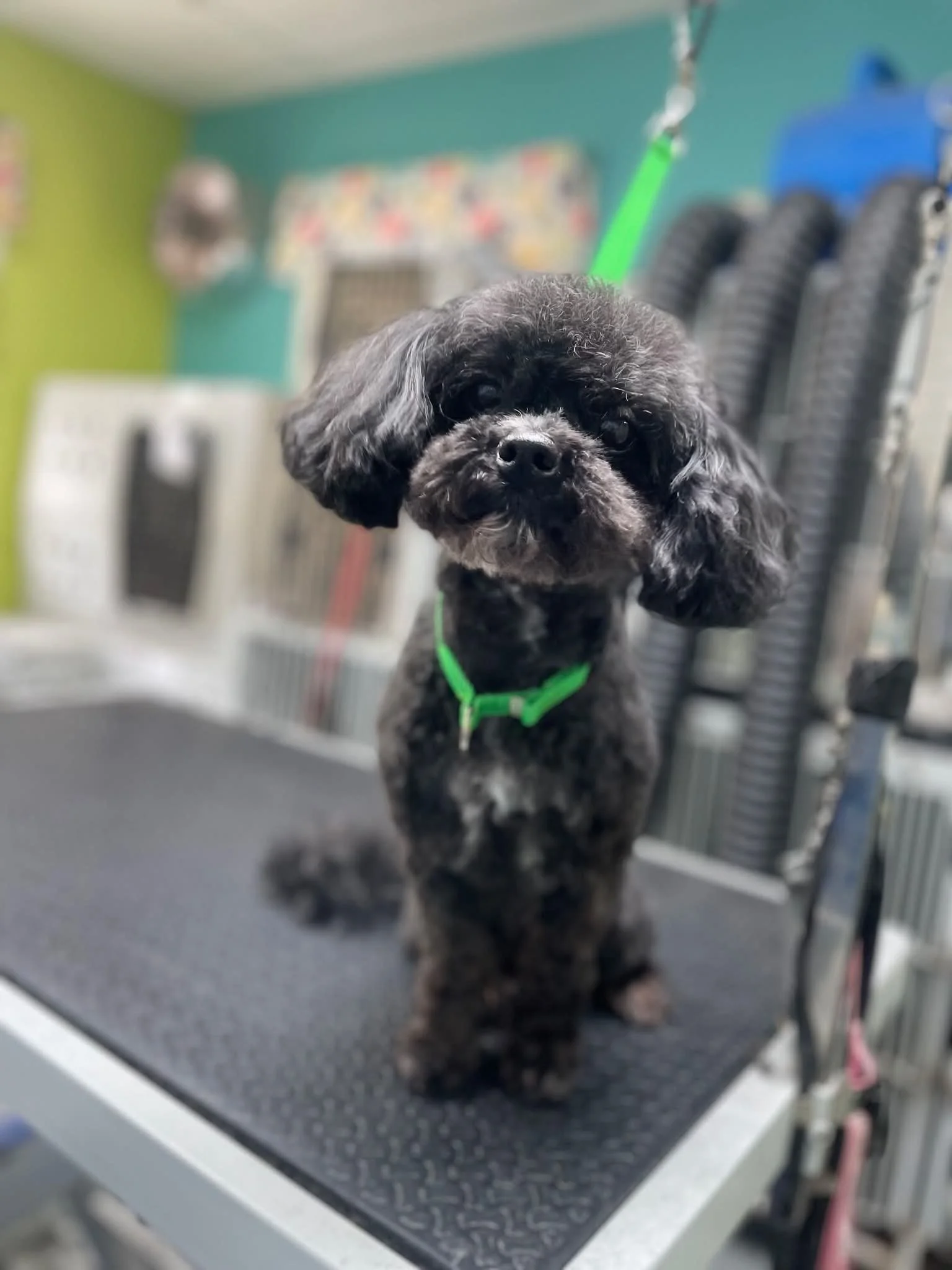 Small black and gray dog with curly fur on grooming table at a pet grooming salon.