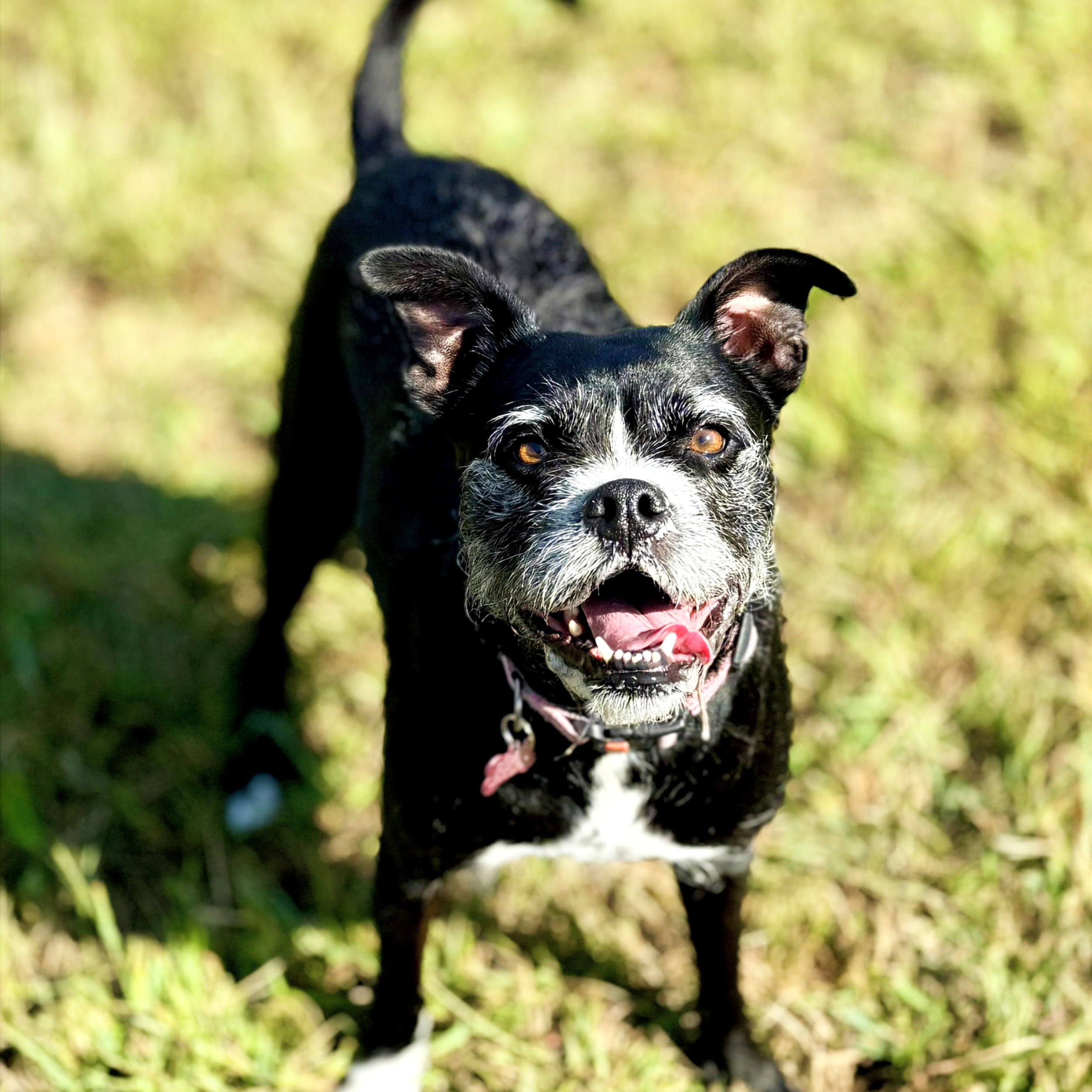 Close-up of a black and white dog with brown eyes standing outdoors on grass with blurred green background.