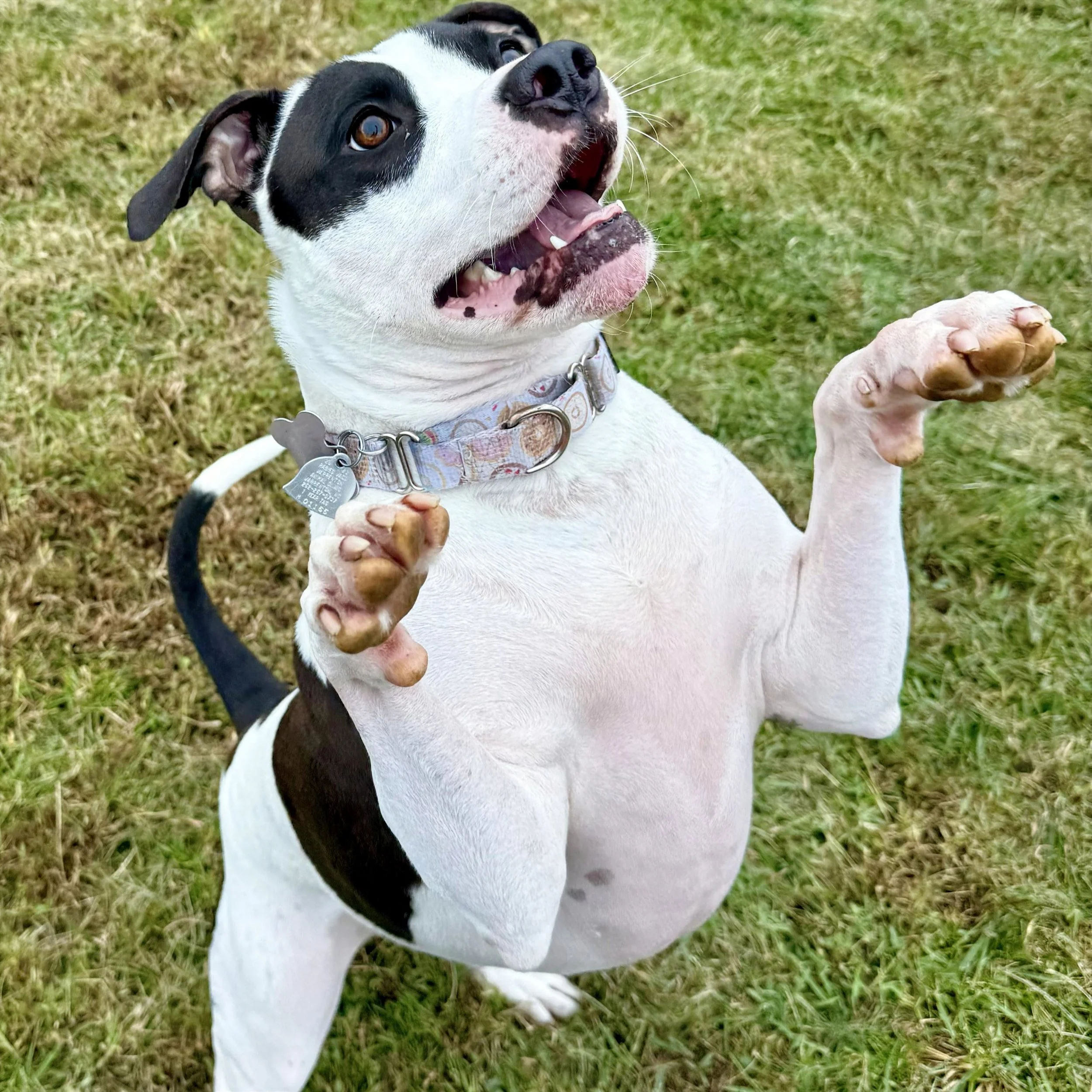 A playful black and white dog with brown eyes and a collar lying on grass, showing its front paw.