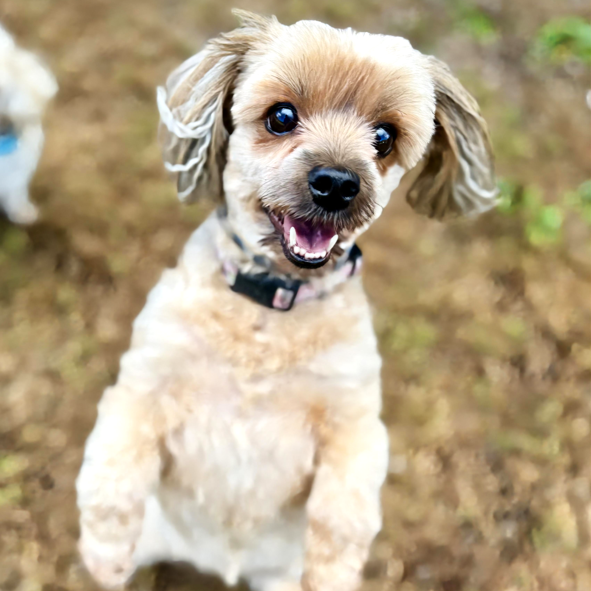 Close-up of a happy puppy with light brown and white fur and big, dark eyes, outdoors on a dirt surface.