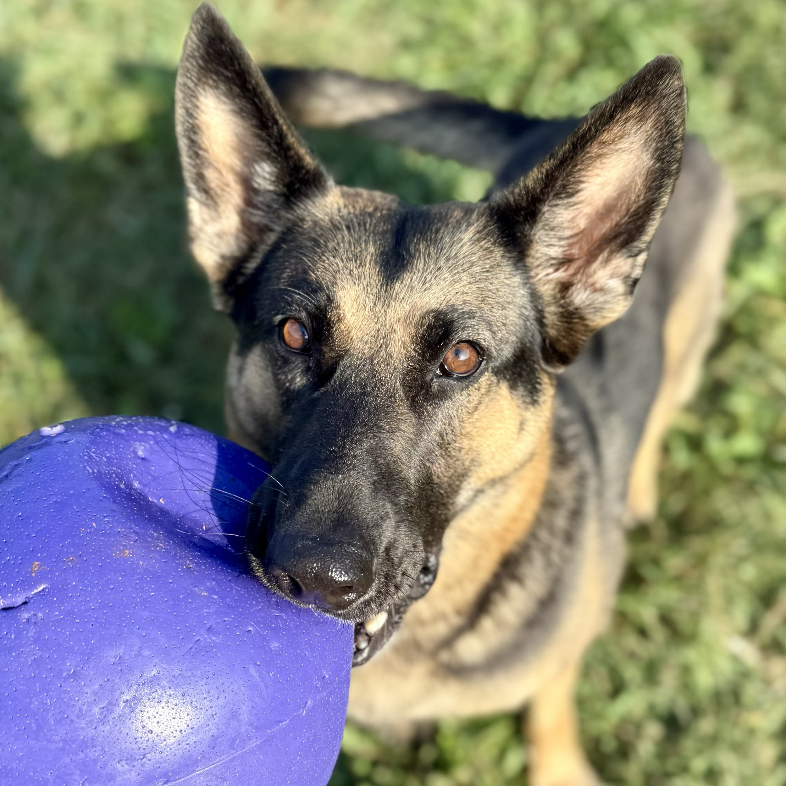 Close-up of a dog's face with large ears and brown eyes, with a purple ball and a blurred green background.
