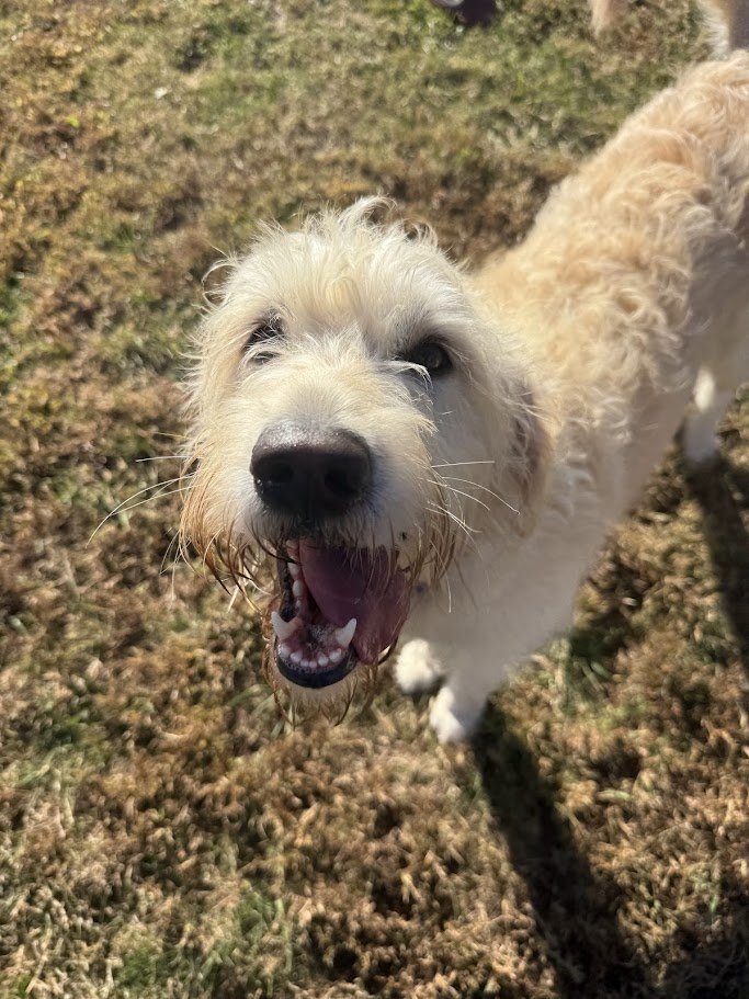 Close-up of a happy, wet, light-colored dog with curly fur standing on a grassy area with patches of dirt.