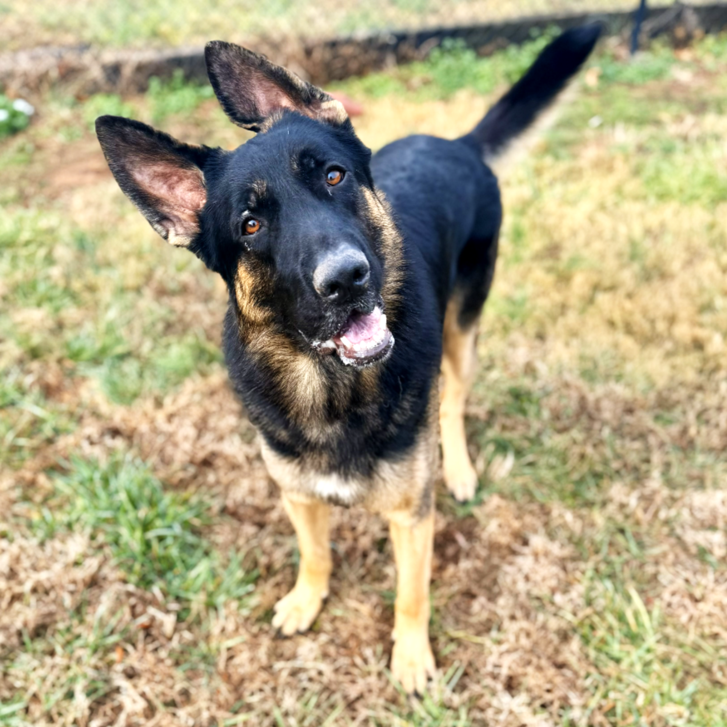 Young black and tan dog standing outdoors on grass and dirt, looking up at the camera.