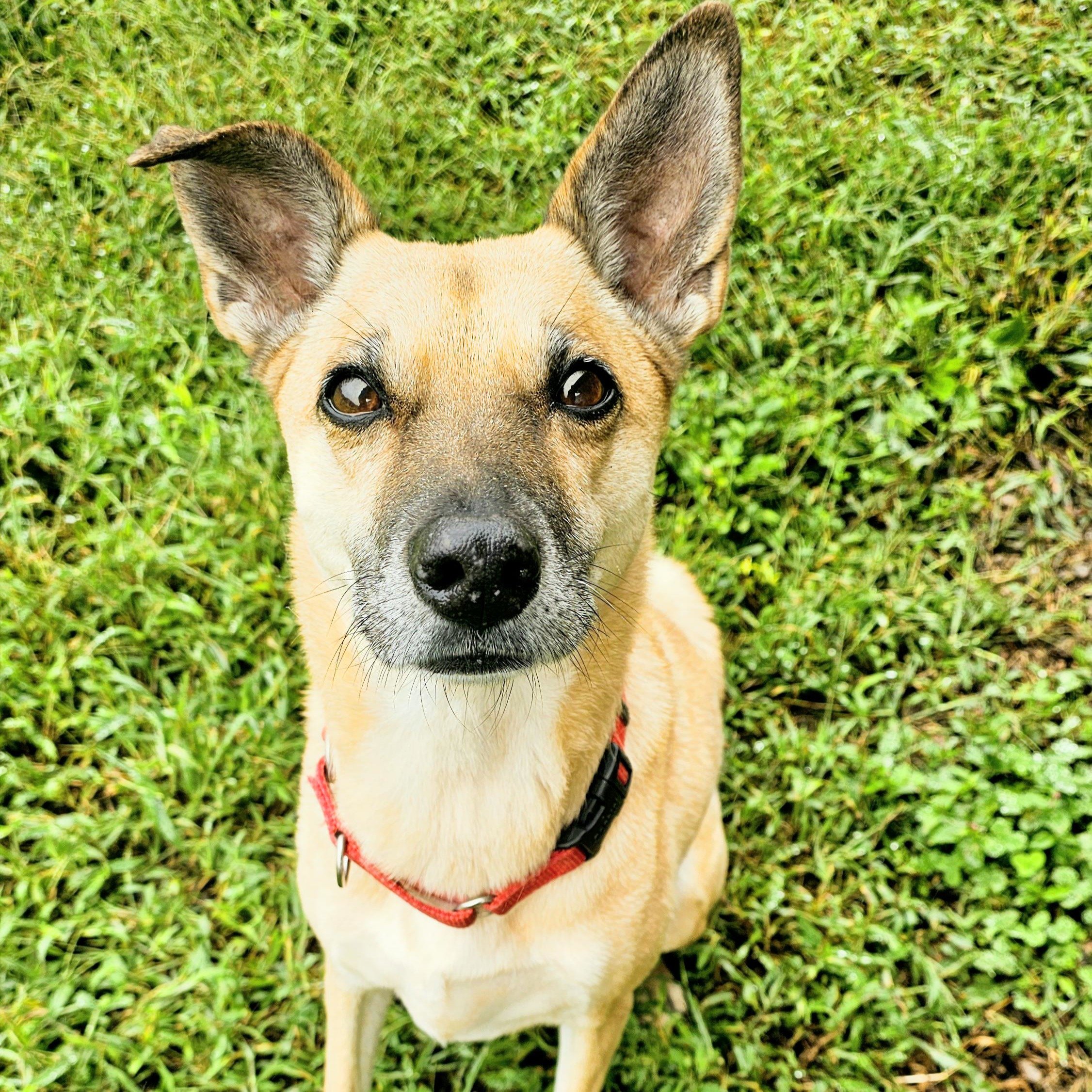 Close-up of a tan dog with large ears, wearing a red harness, standing on green grass.