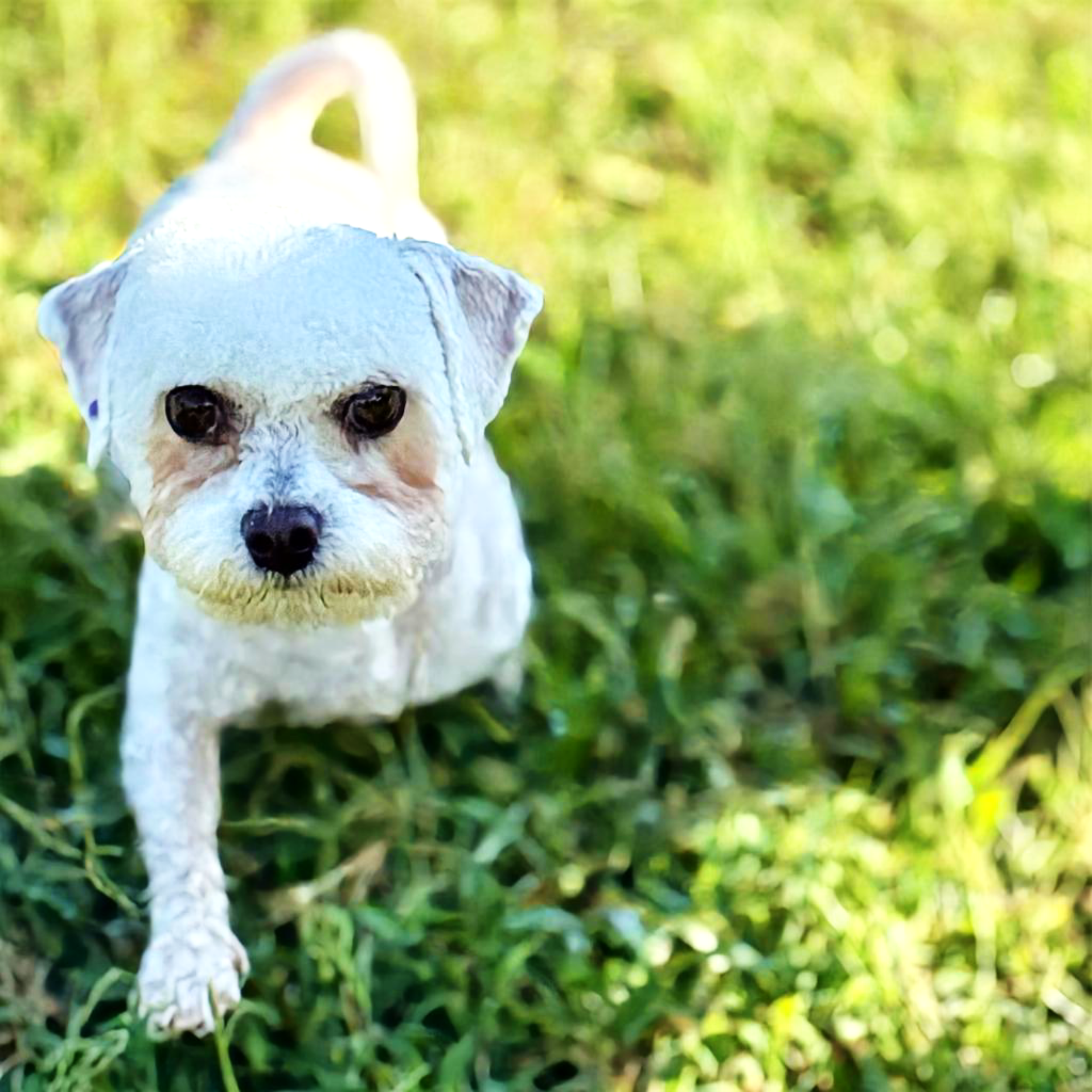 Close-up of a white dog with black eyes among green grass and blurred natural background.
