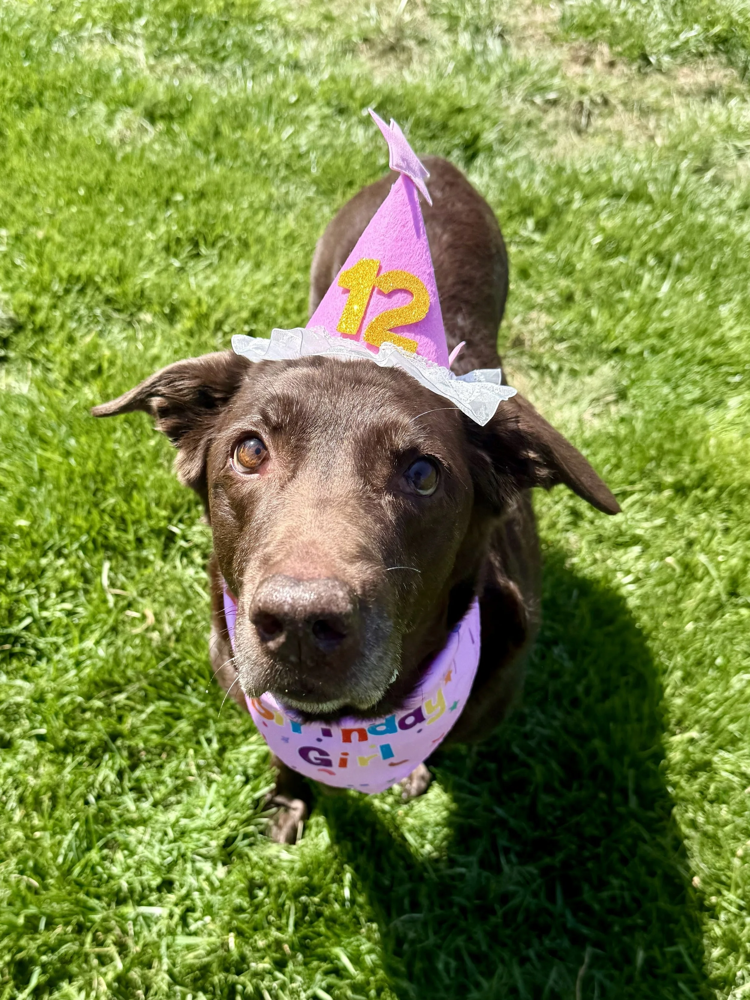 A young brown dog lying on green grass wearing a pink birthday hat with the number 12 and a pink bandana with colorful writing.