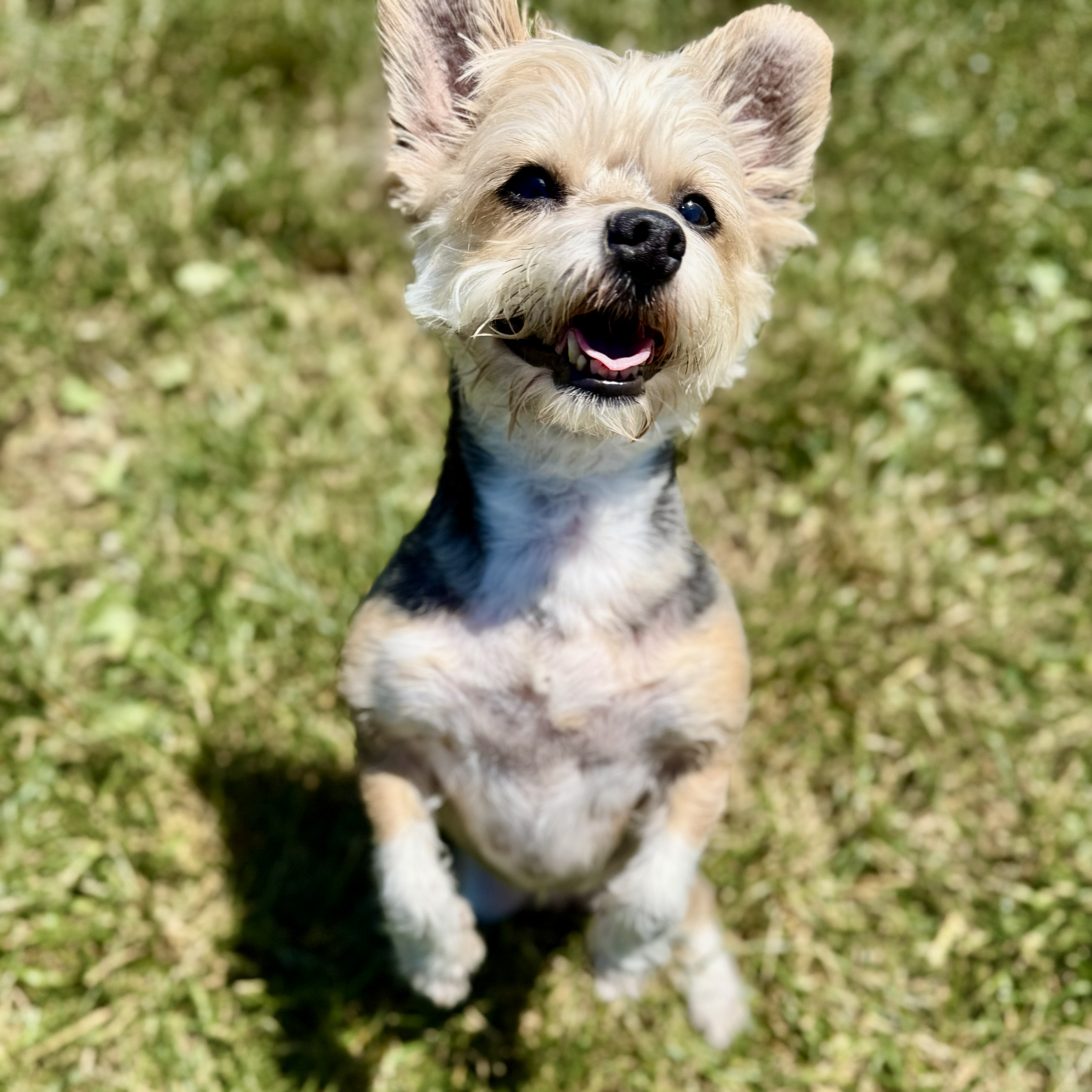 A small, fluffy dog with tan and white fur, black nose, and large ears, outdoors on grass.