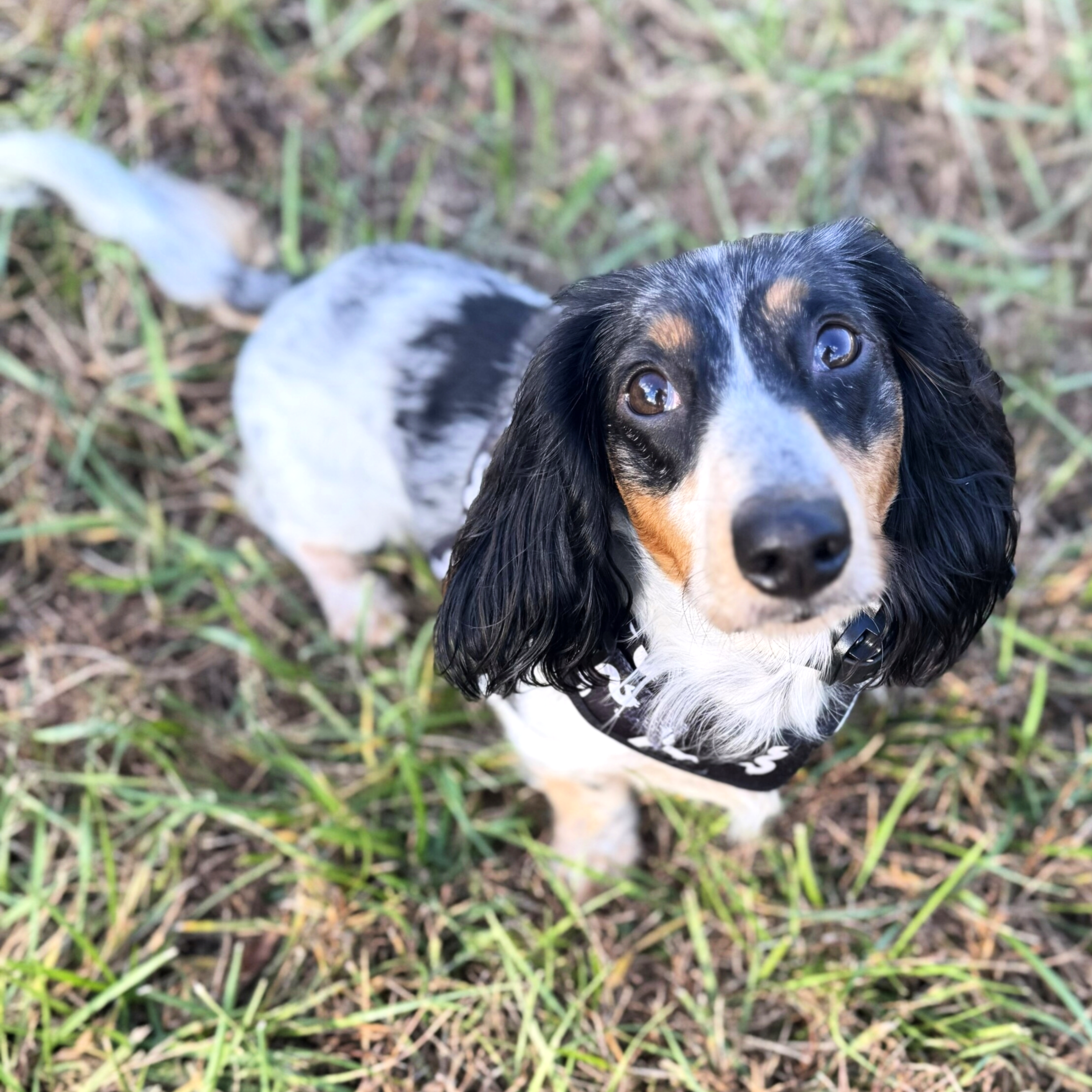 Close-up of a black, white, and tan dog with long ears looking up at the camera on grass and soil ground.