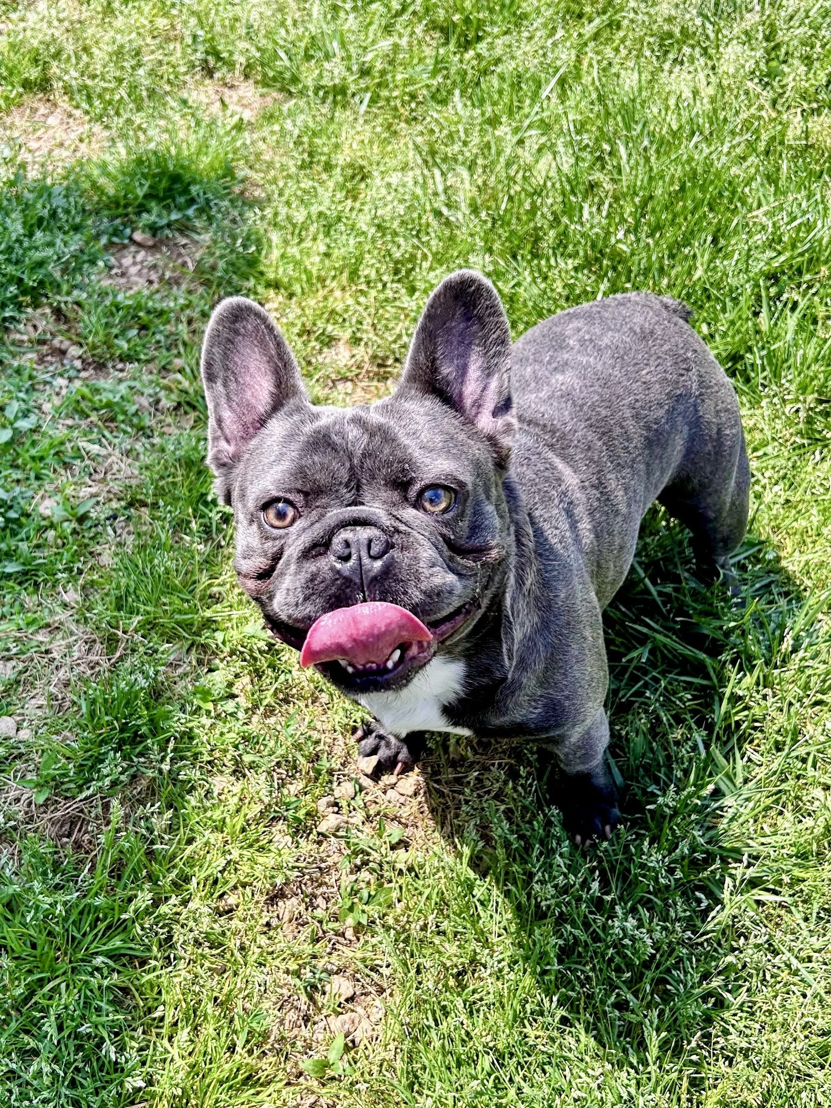A gray French Bulldog puppy standing on green grass, with its tongue sticking out, looking at the camera.