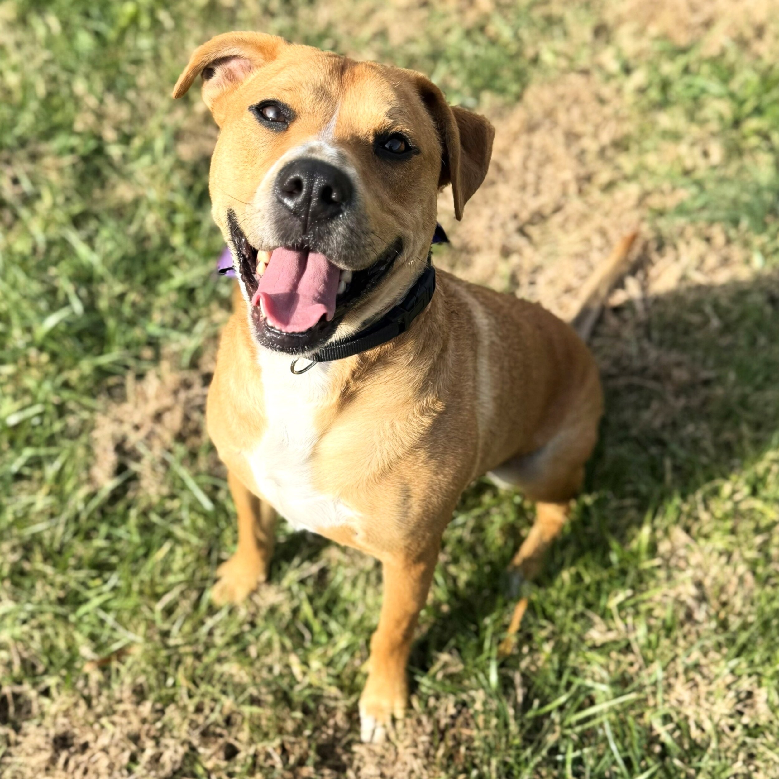 Close-up of a happy tan and white dog with a black collar, outdoors on grass and dirt, smiling with tongue out.