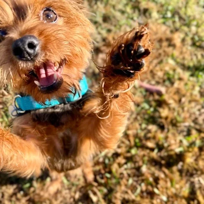 Close-up of a small brown dog with a blue collar, holding a stick in its paw, outdoors on grass and leaves.