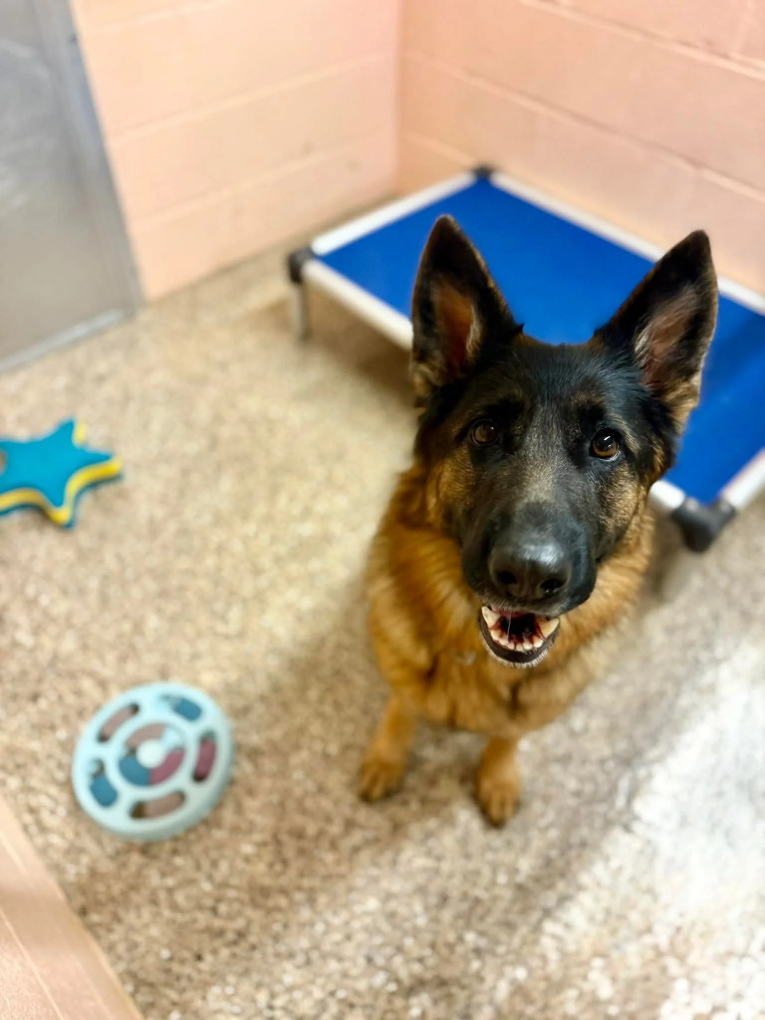 A young German Shepherd dog with black and tan fur looking up, standing on a speckled floor inside an animal shelter or kennel, with a blue bed and circular toy nearby.