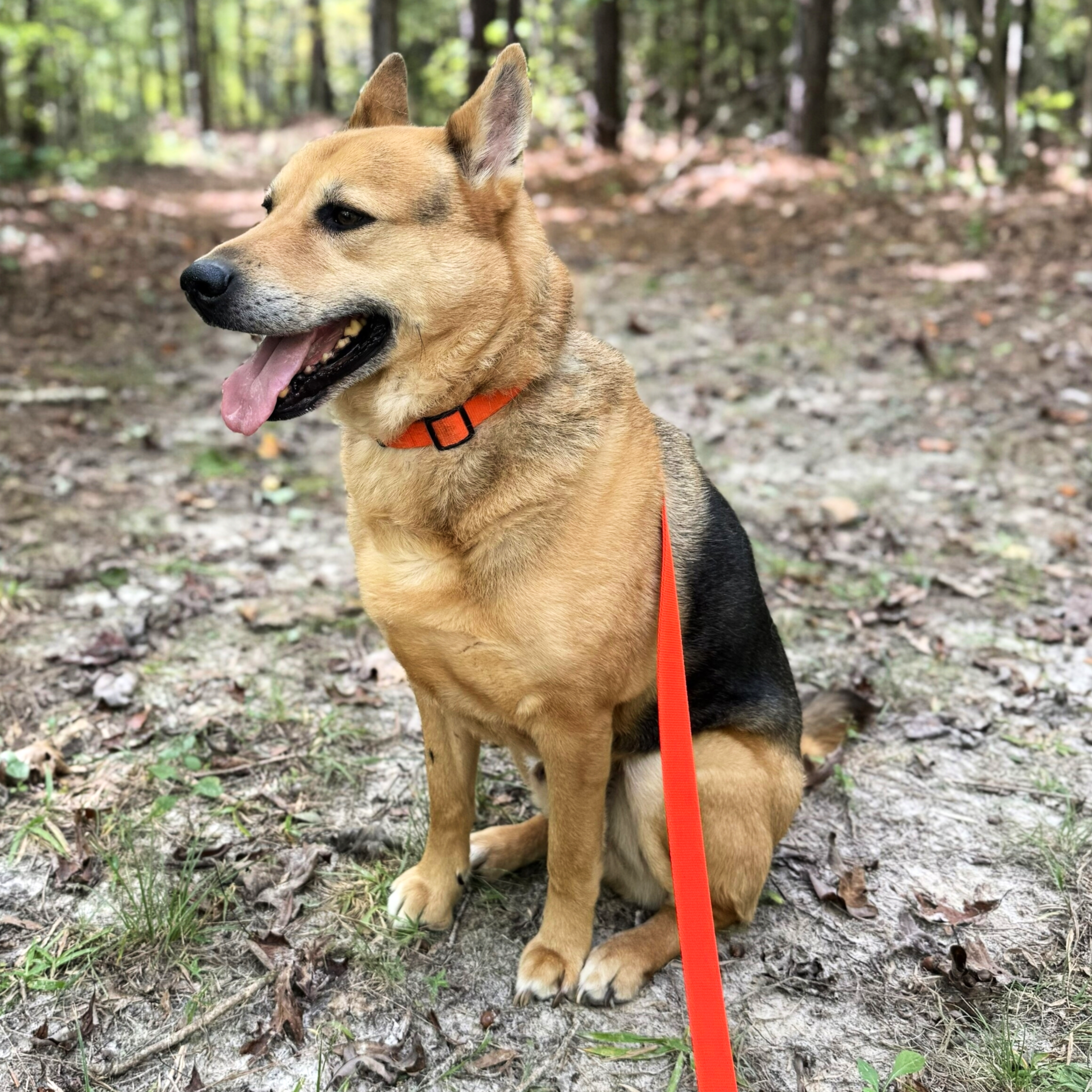 A tan and black dog with pointy ears sitting outdoors on a dirt trail in a wooded area, wearing an orange leash and collar, with a background of trees and green foliage.