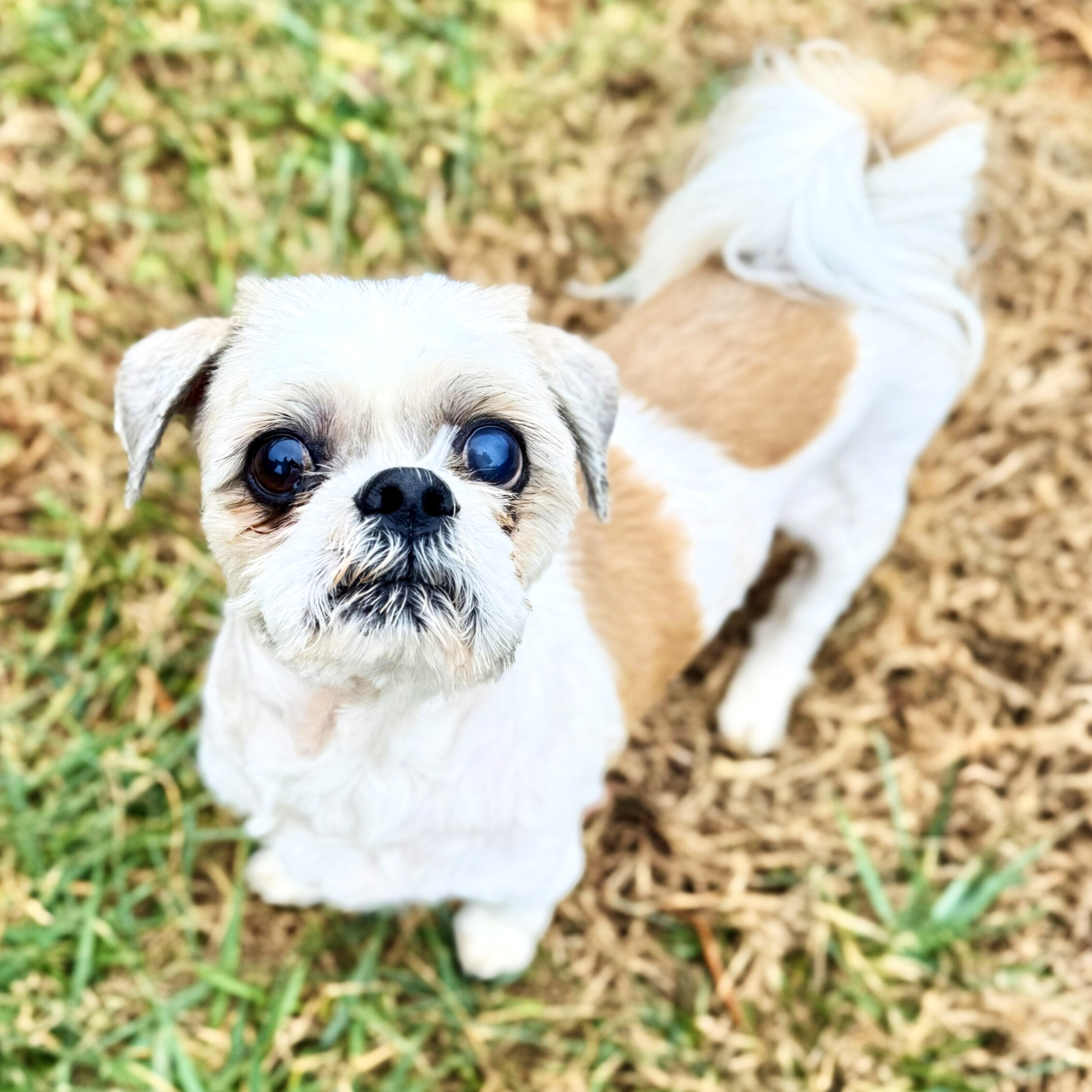 Close-up of a small dog with large dark eyes looking into the camera, standing on grass and dirt.