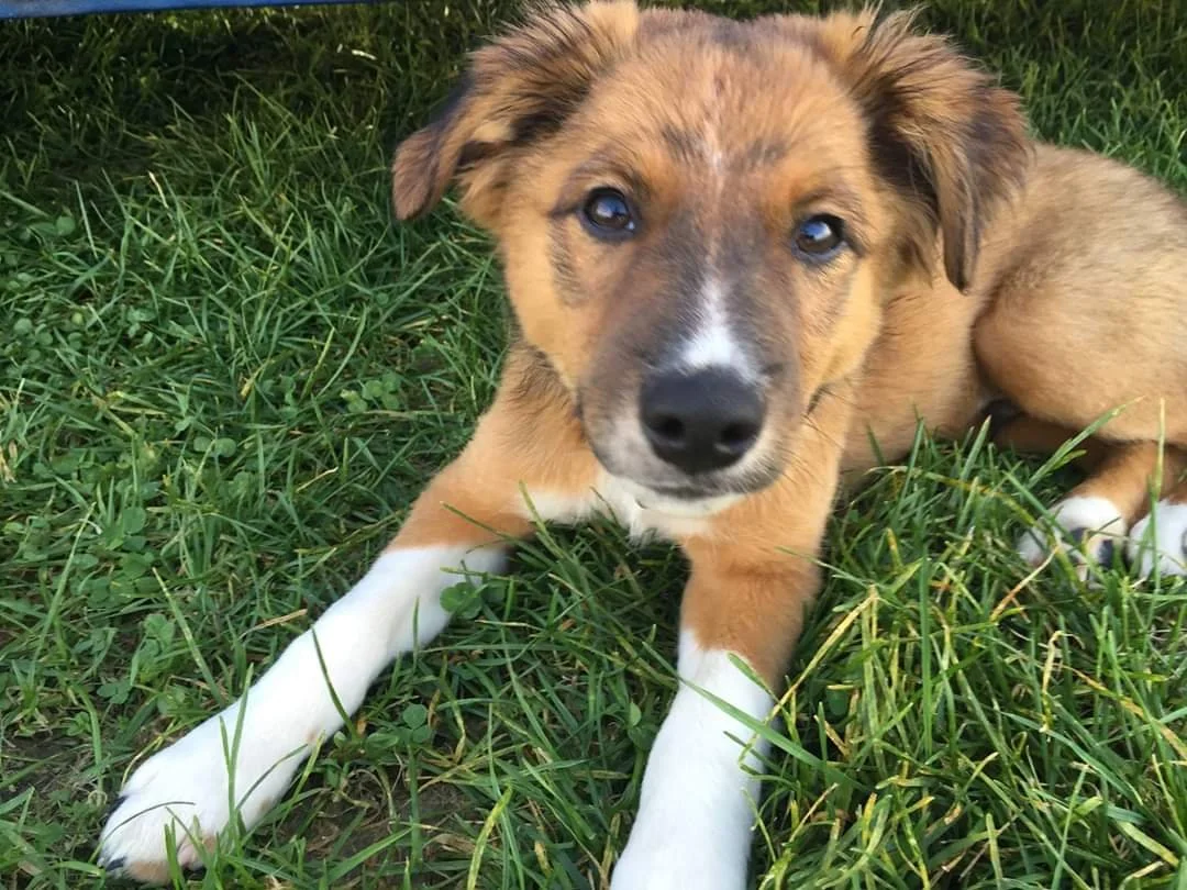 A cute puppy lying on green grass, looking at the camera with a curious expression.
