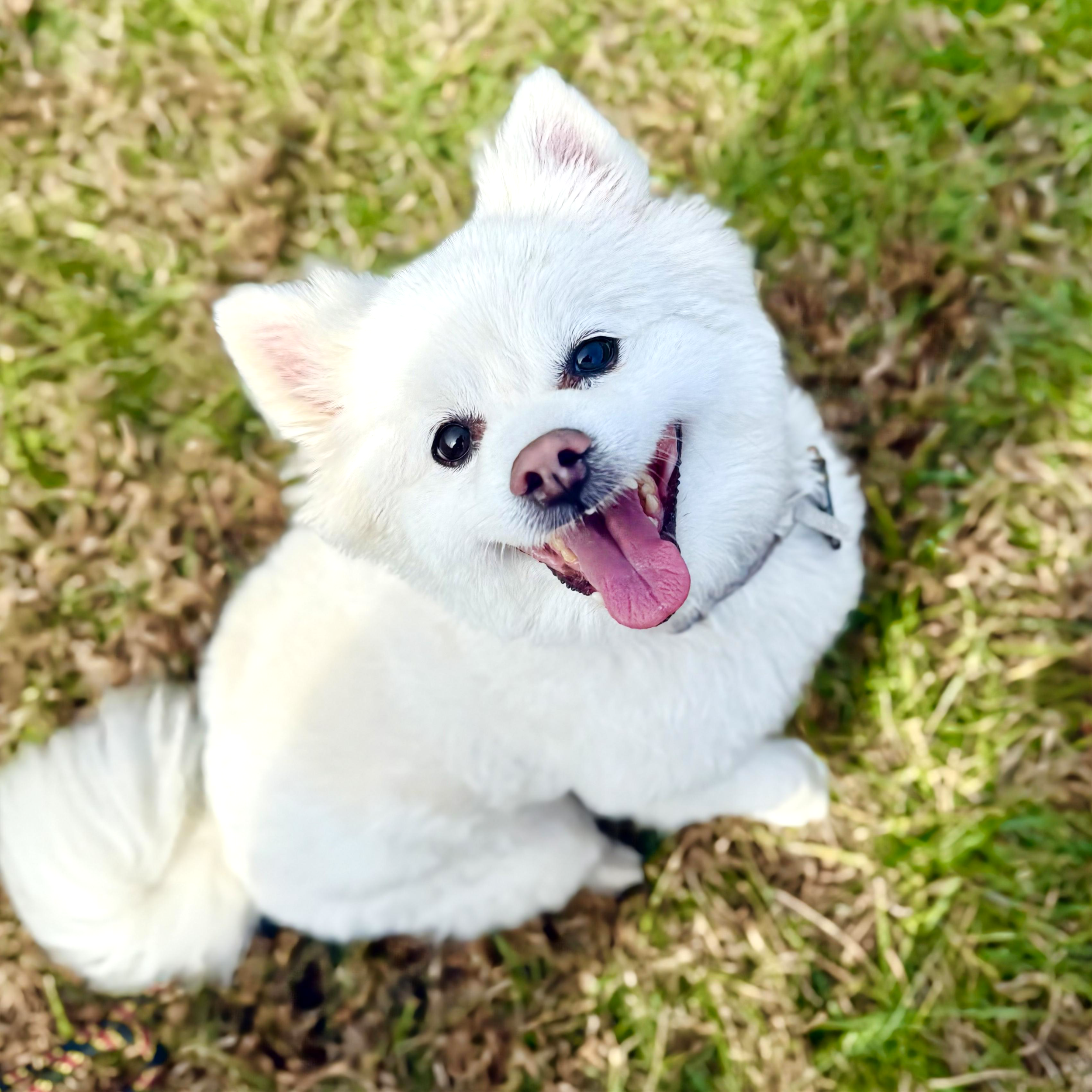 Close-up of a white puppy with blue eyes lying on grass and looking toward the camera.