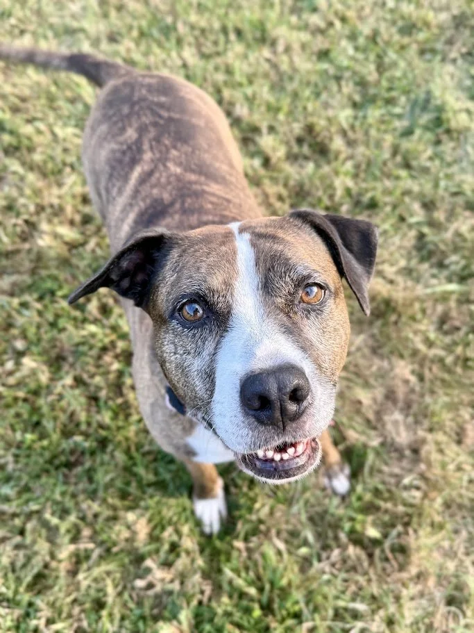 Close-up of a happy brown and white dog standing on grass, looking up at the camera with bright eyes and a slightly open mouth showing teeth.