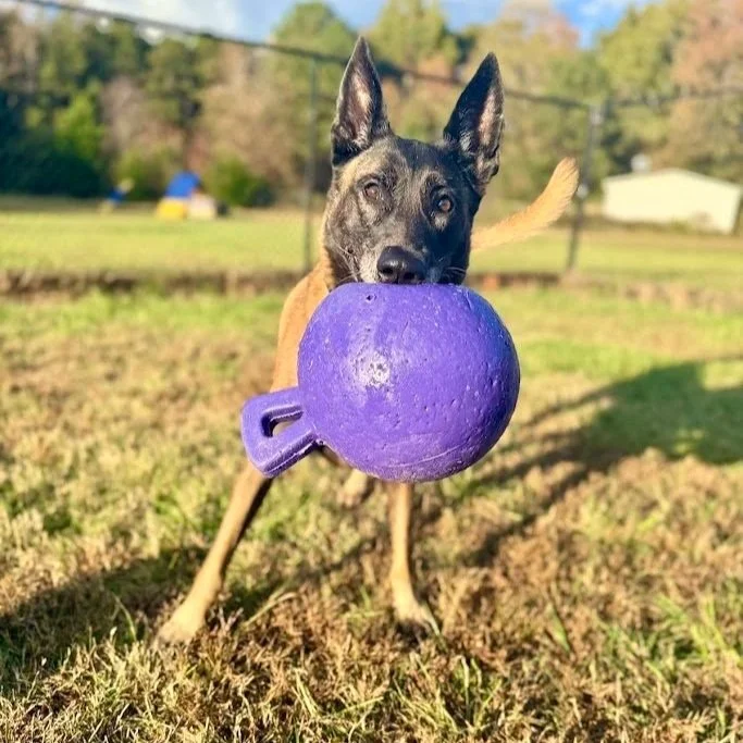 Dog with a black face and ears holding a purple toy in its mouth outdoors.