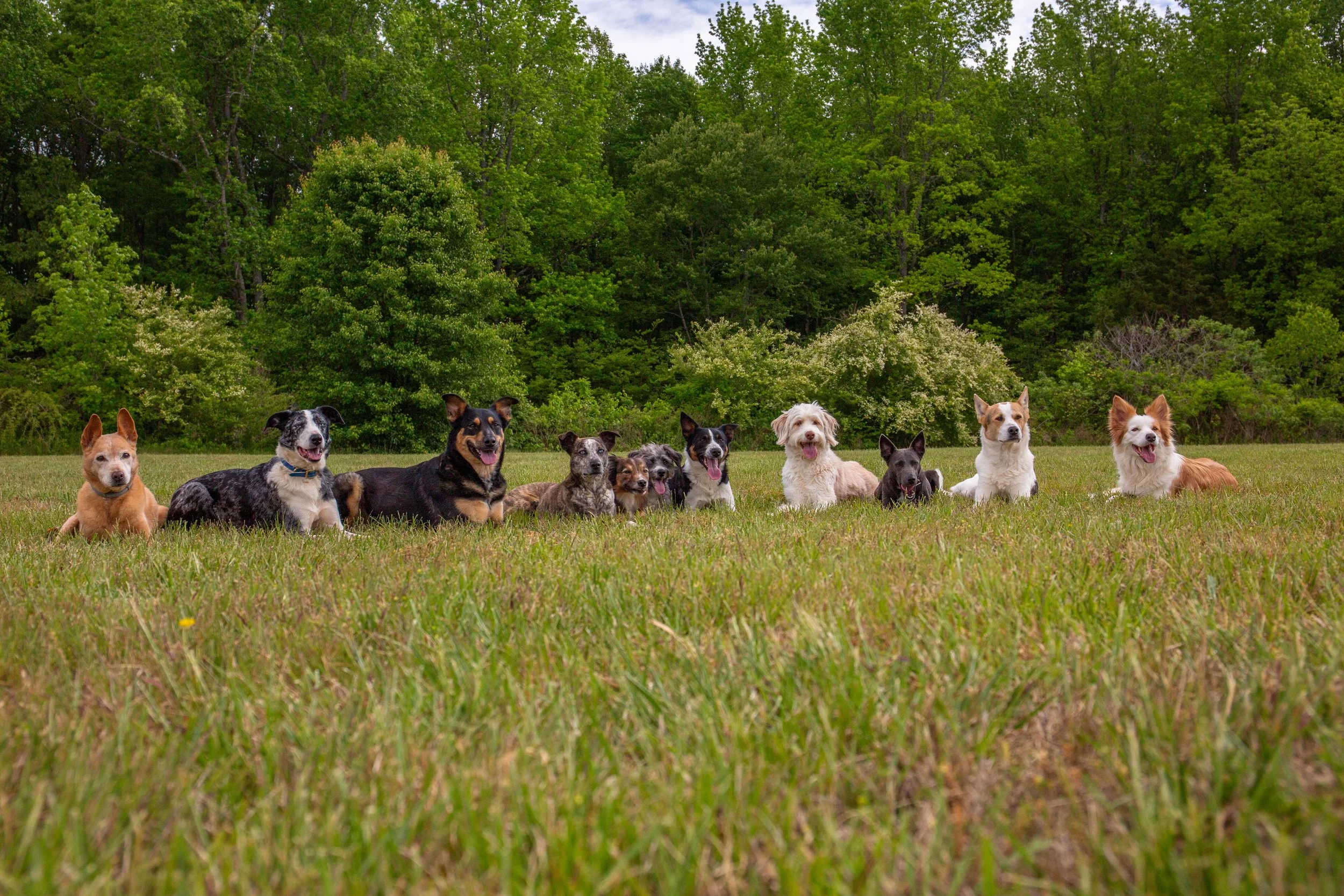 A group of 13 dogs sitting on a grassy field in front of a backdrop of green trees.