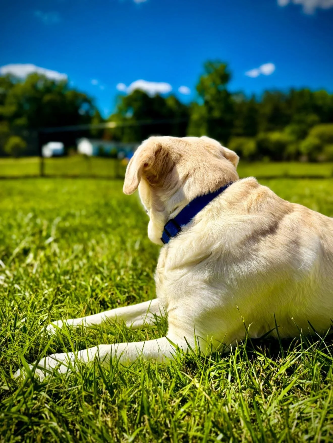 A yellow Labrador Retriever dog lying on green grass, facing away, with a blue collar, outdoors on a sunny day, with trees and a barn in the background.