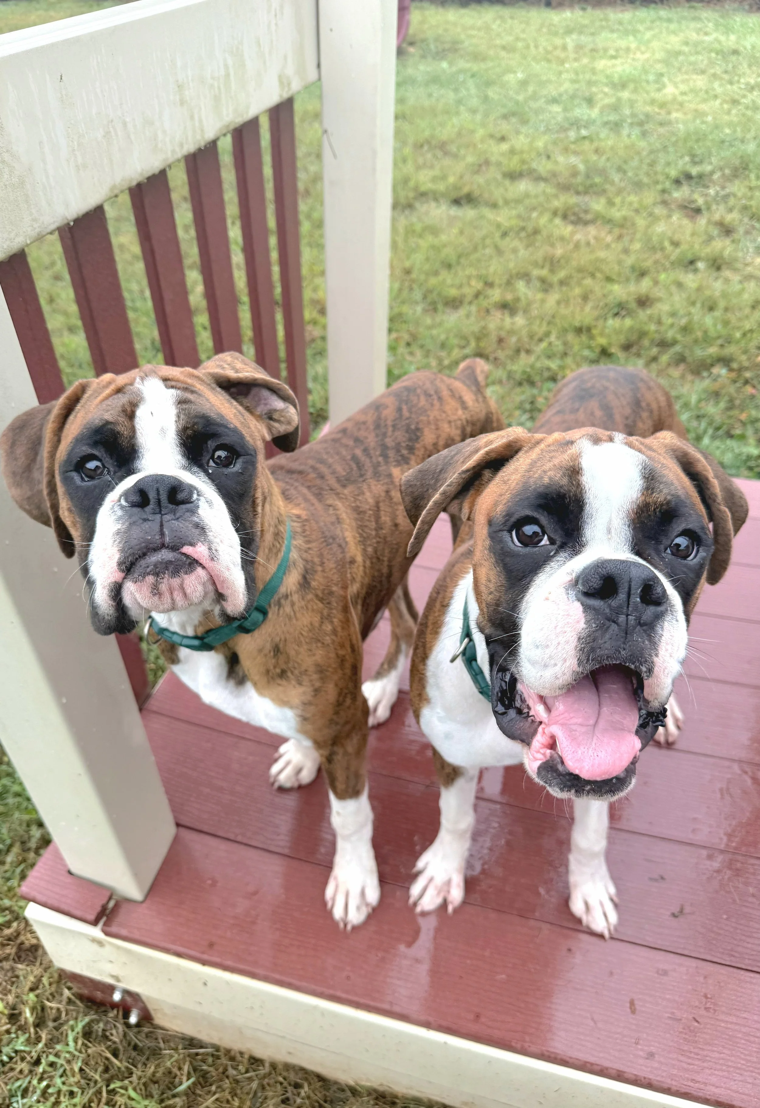 Two brindle and white Boxer puppies standing on a red wooden deck, looking at the camera. One puppy has its tongue out and appears happy.