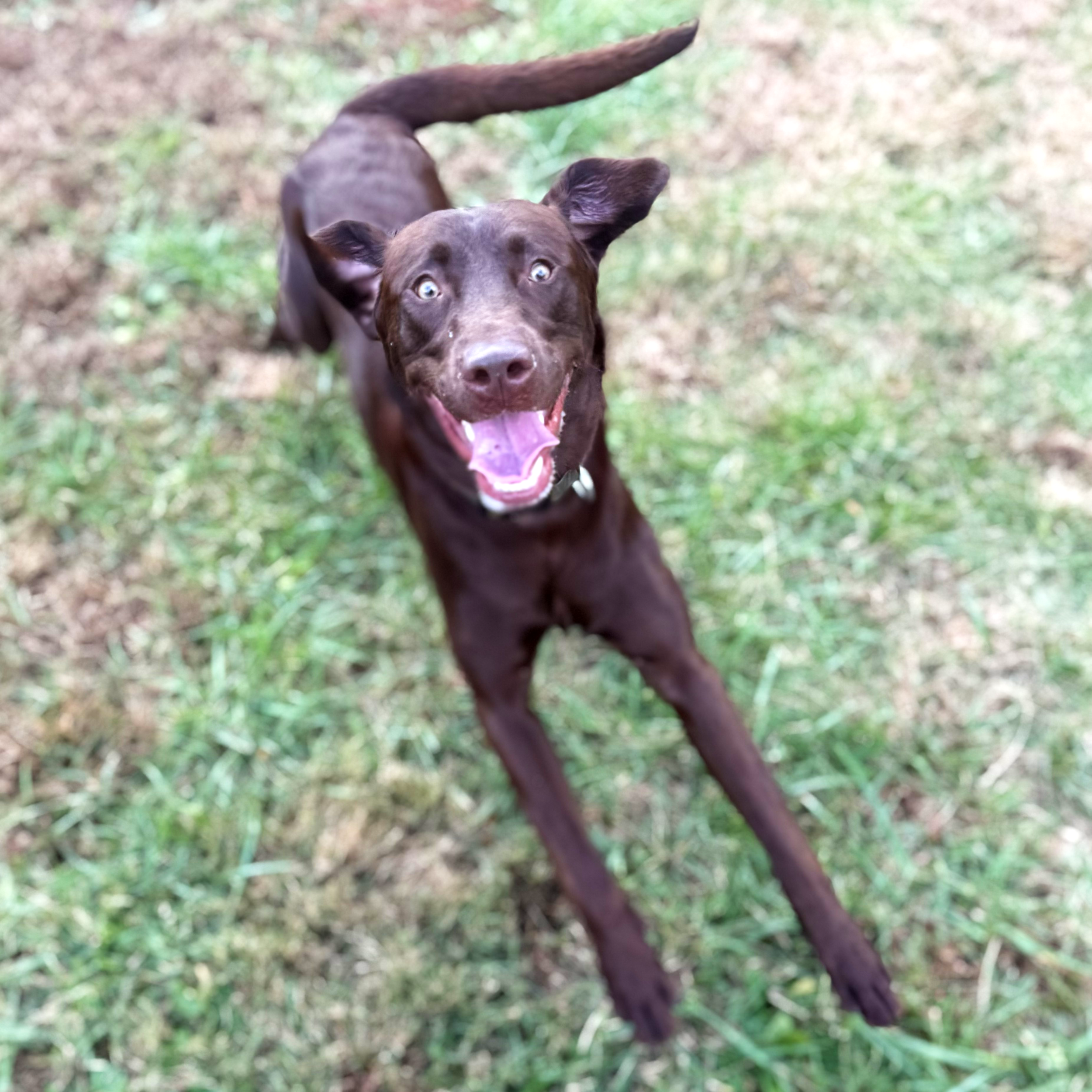 A brown dog with blue eyes looking up with an open mouth and tongue out on grass.