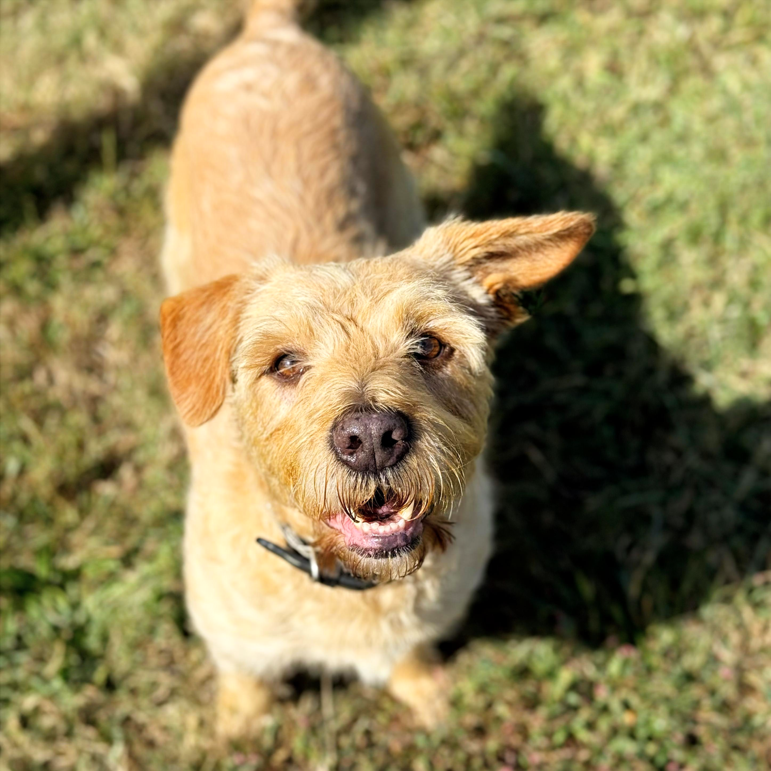 A light brown dog with a short fur coat and pointed ears is outdoors on a grassy area. The photo is taken from above, showing the dog's face and body.