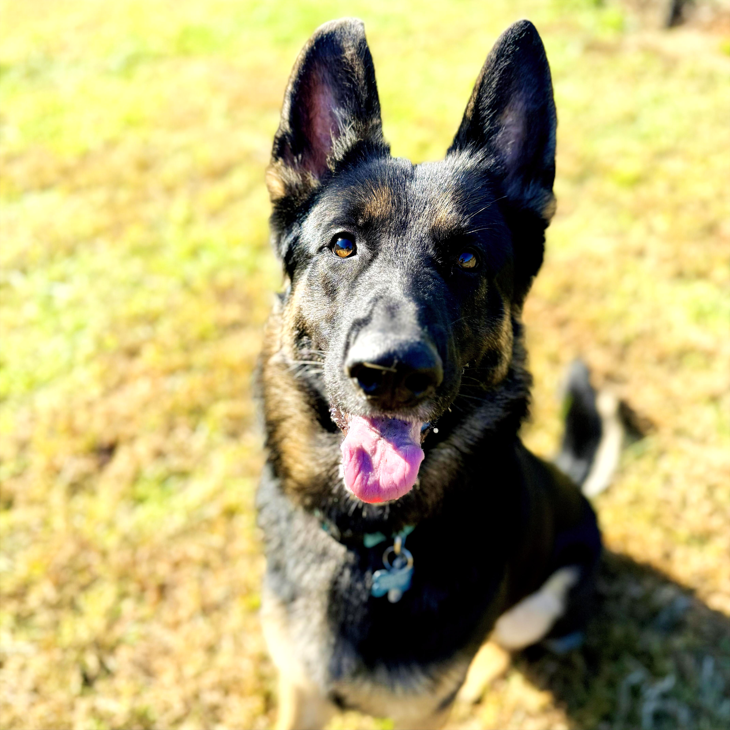 Close-up of a black and tan dog with pointy ears and a pink tongue, outdoors on a sunny day, with blurred greenery in the background.