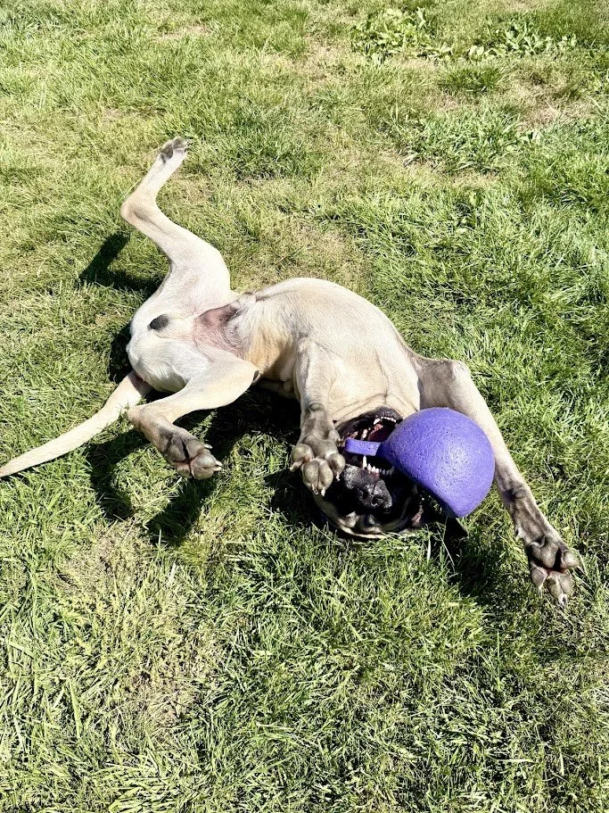 A playful dog lying on its back on the grass, with a purple frisbee in its mouth.