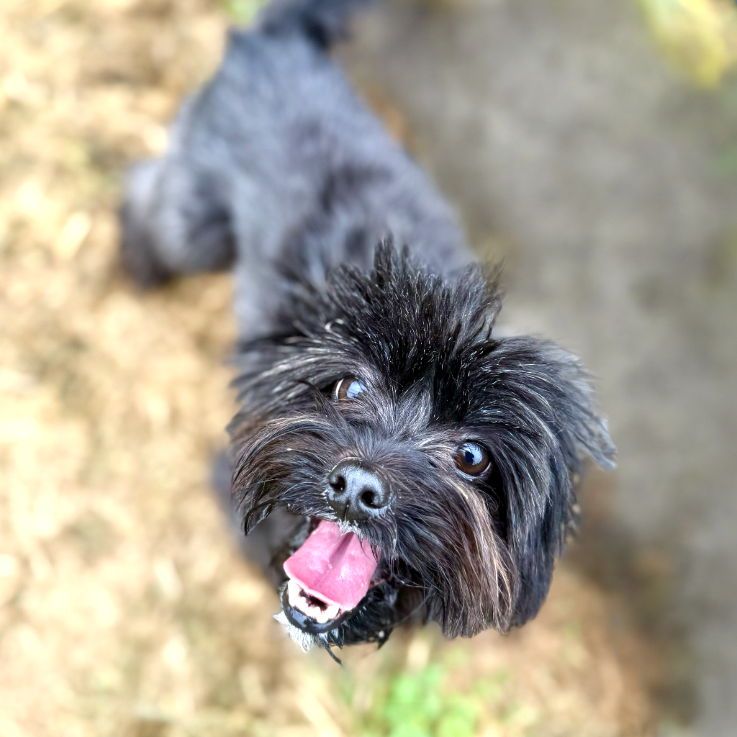 Close-up of a small black puppy with blue eyes, sticking out its pink tongue.