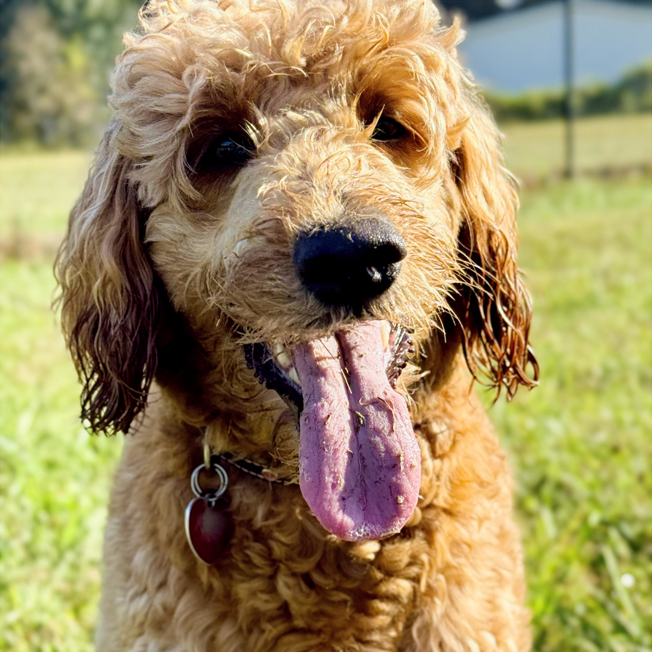A close-up of a curly-haired dog with a pink tongue, outdoors on grass, with blurred green trees in the background.