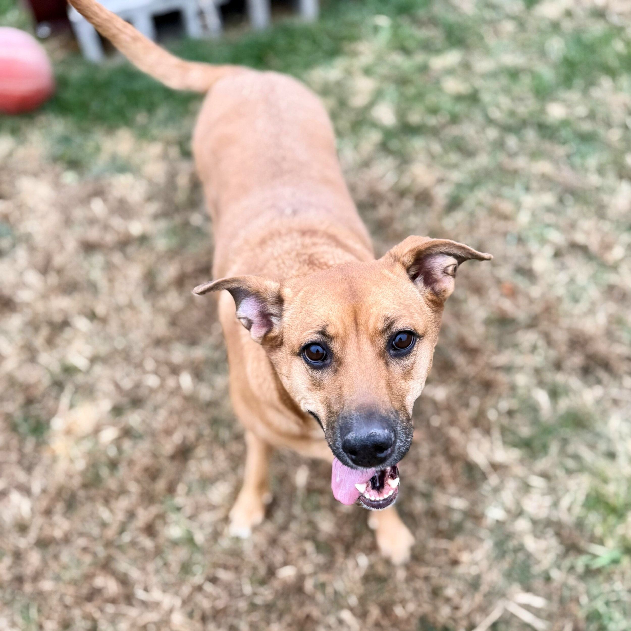 Close-up of a brown dog with perky ears and dark eyes, standing outdoors on grass with a blurred background.