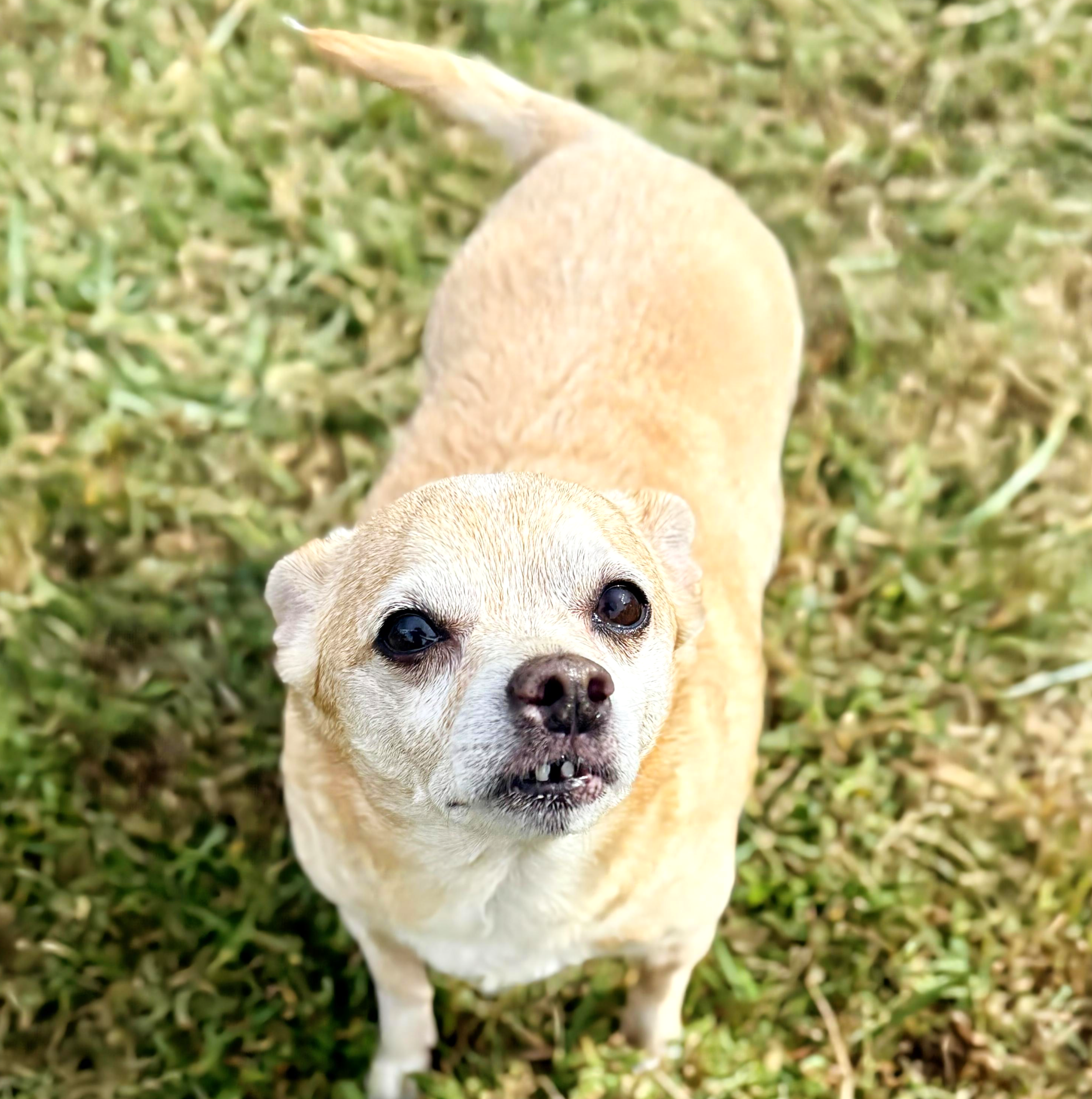 View of a tan dog with large, dark eyes standing outdoors on green grass, looking up at the camera.