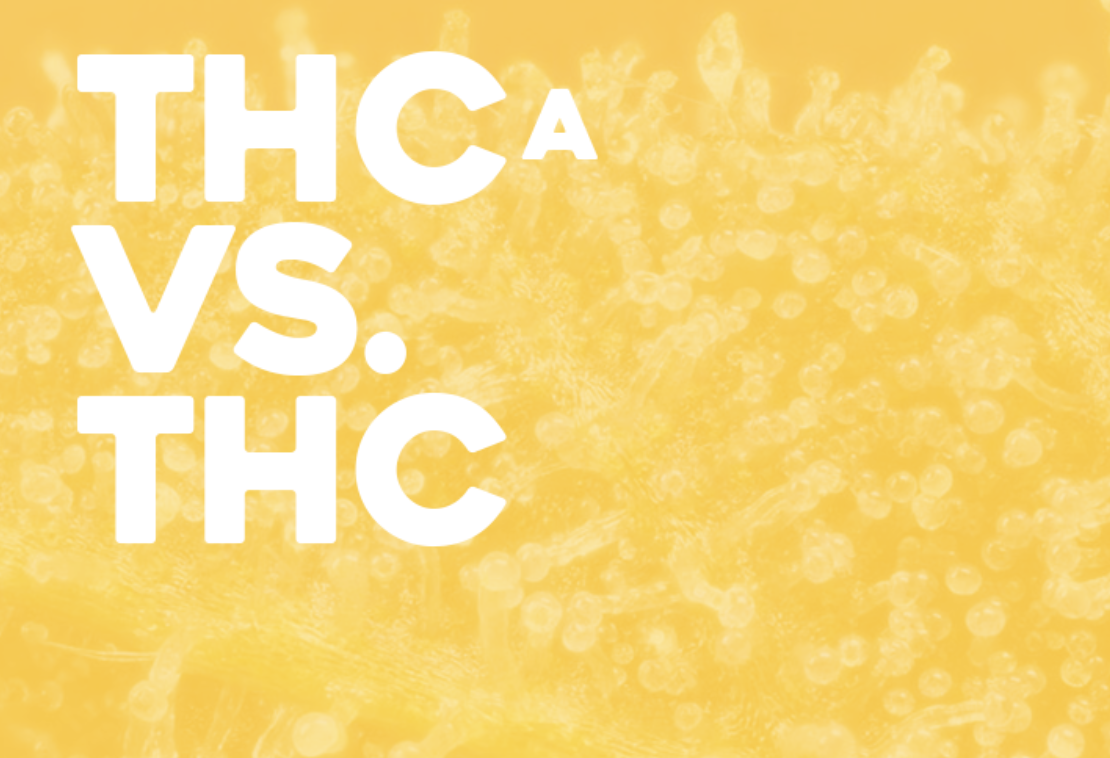 Daysavers | Comparing THC vs THCA