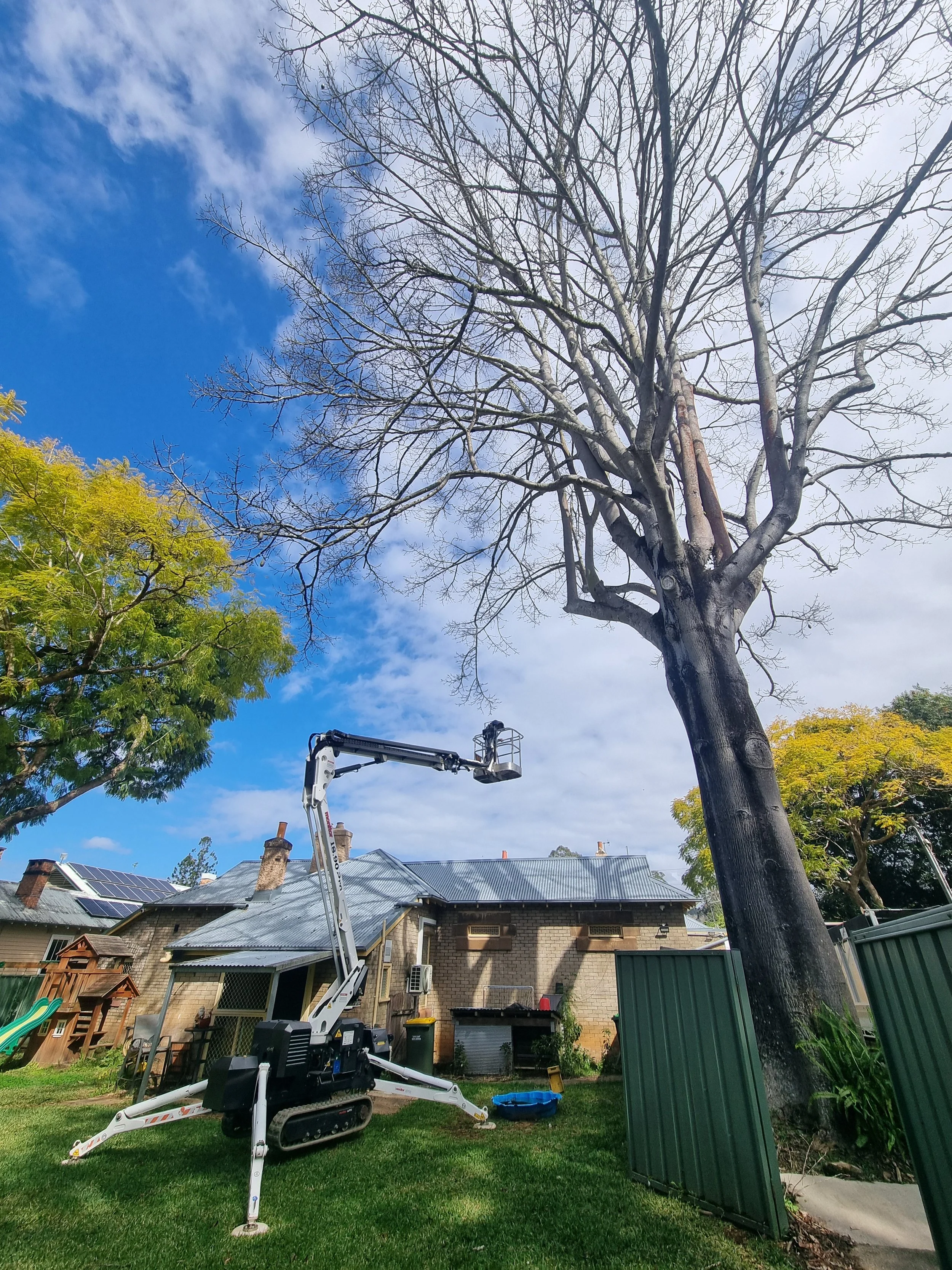 EWP tree pruning Grafton Arborist