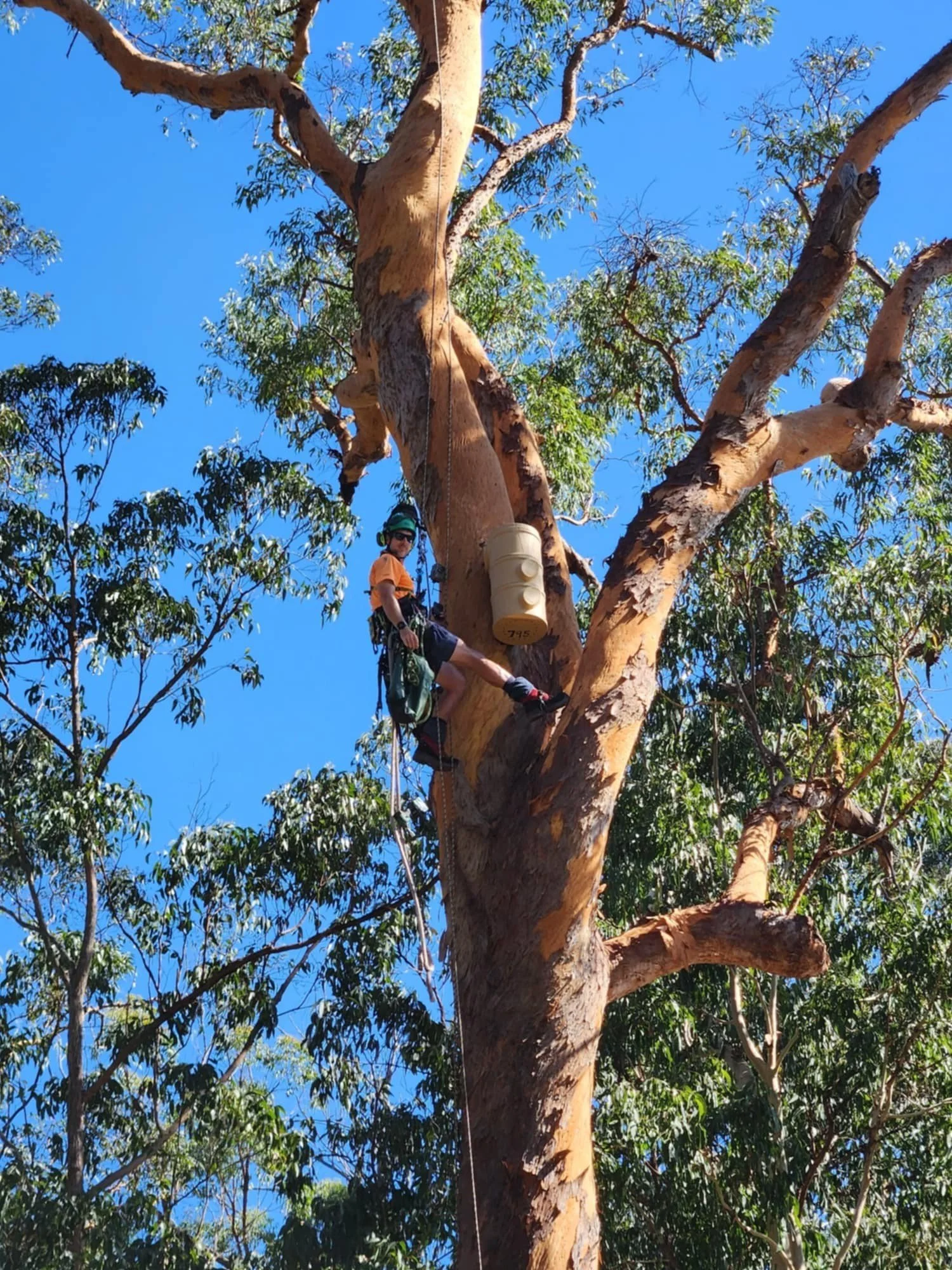 arborits installing habitat box, habitat creation, nest box