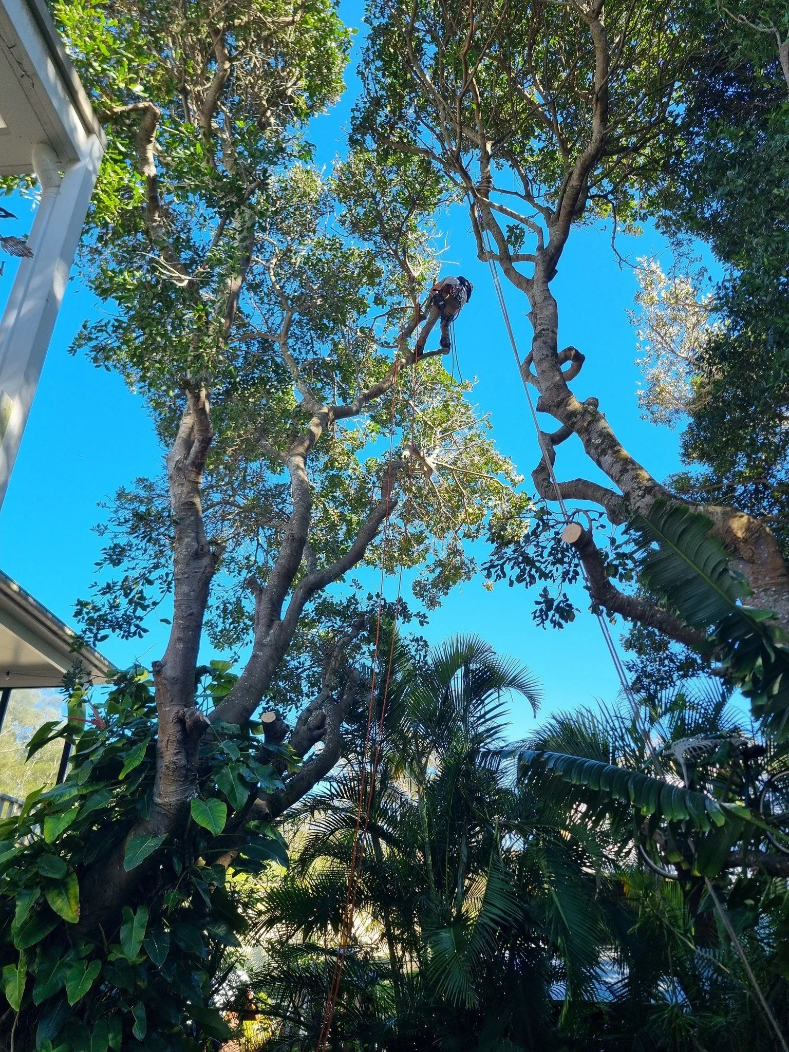 Major Tree Reduction – Sandy Beach