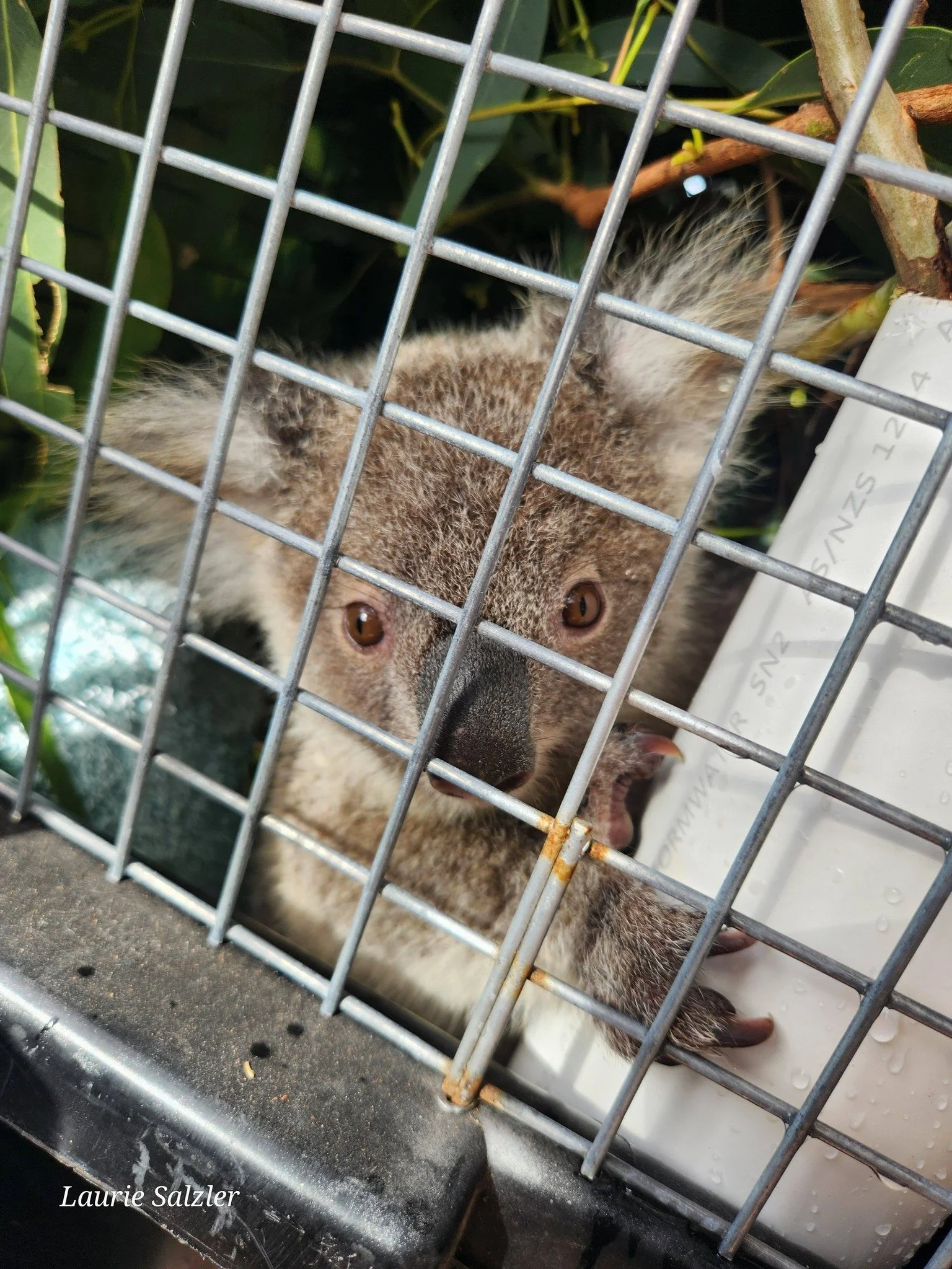 Lawrence - Assisting WIRES with Orphaned Joey Rescue