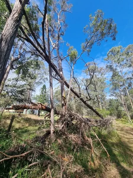 The Hidden Dangers of Storm-Damaged Trees