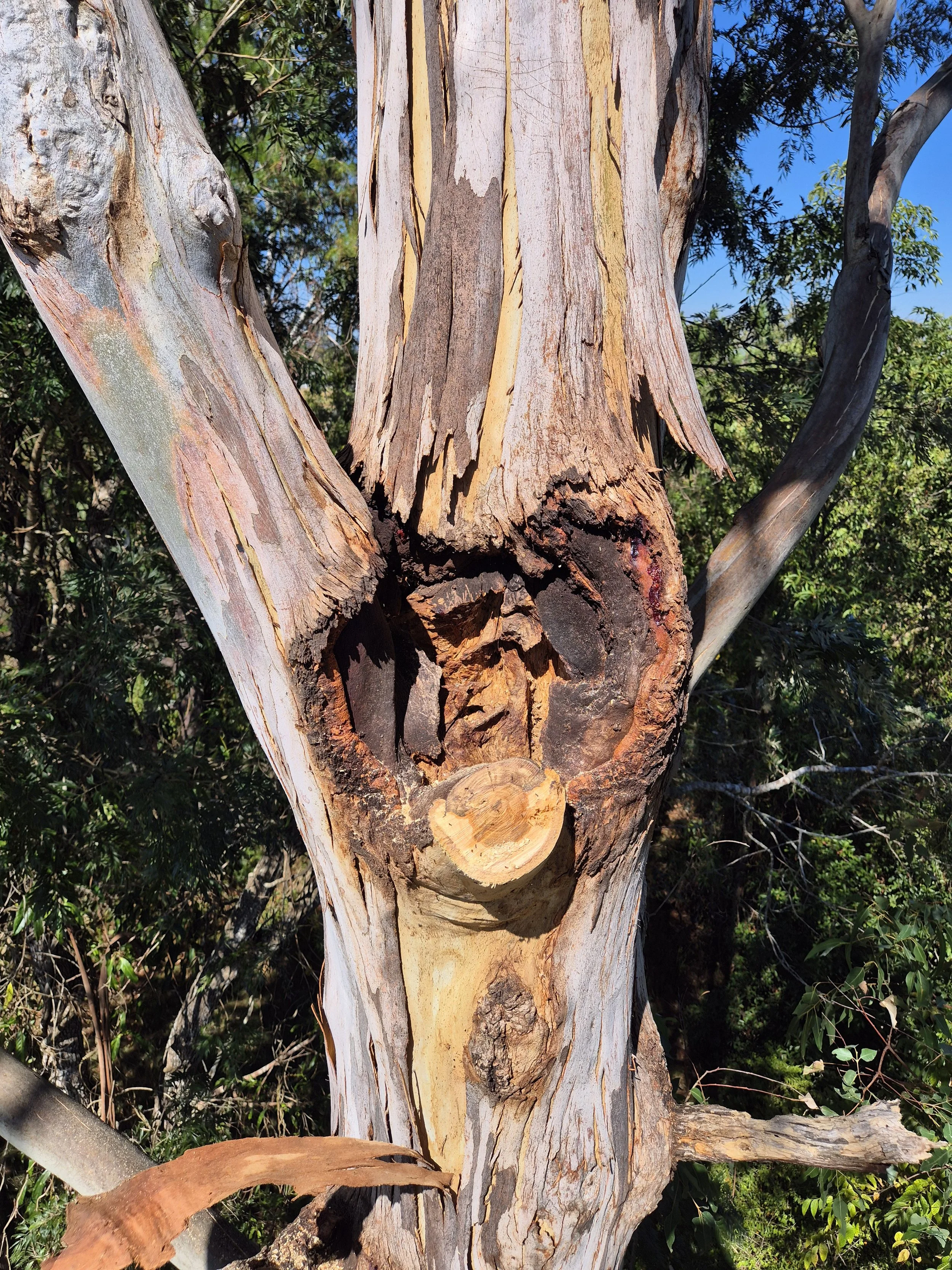 Hidden Tree Defects &amp; Building Risk: Why Early Arborist Assessment Matters