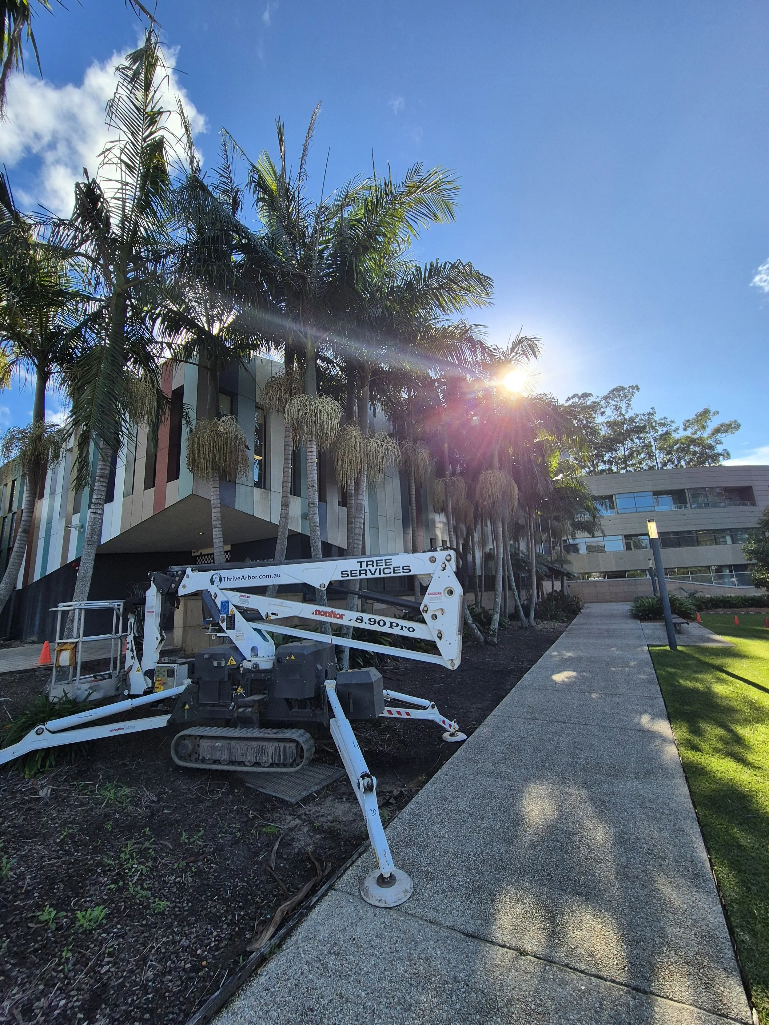 Why Commercial Properties Need Regular Palm Maintenance